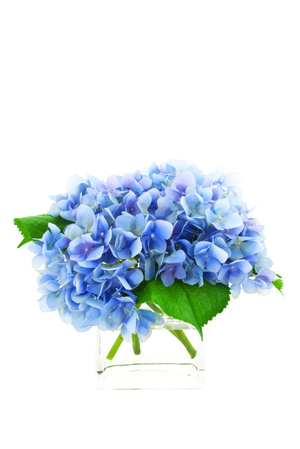 زهور هايدرنجا زرقاء
