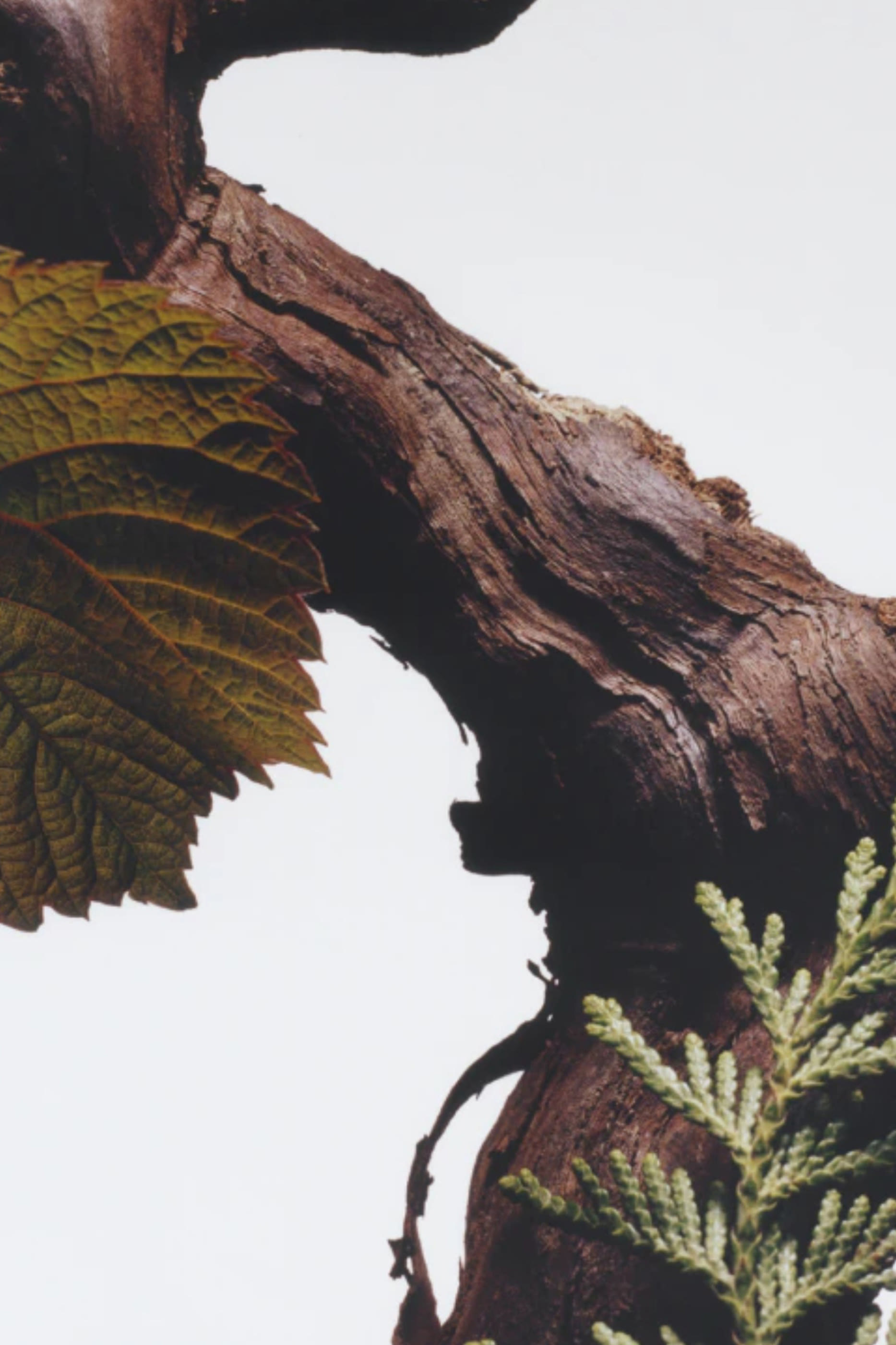 بخاخ سايبرس اند جريب فاين معطر للجسم