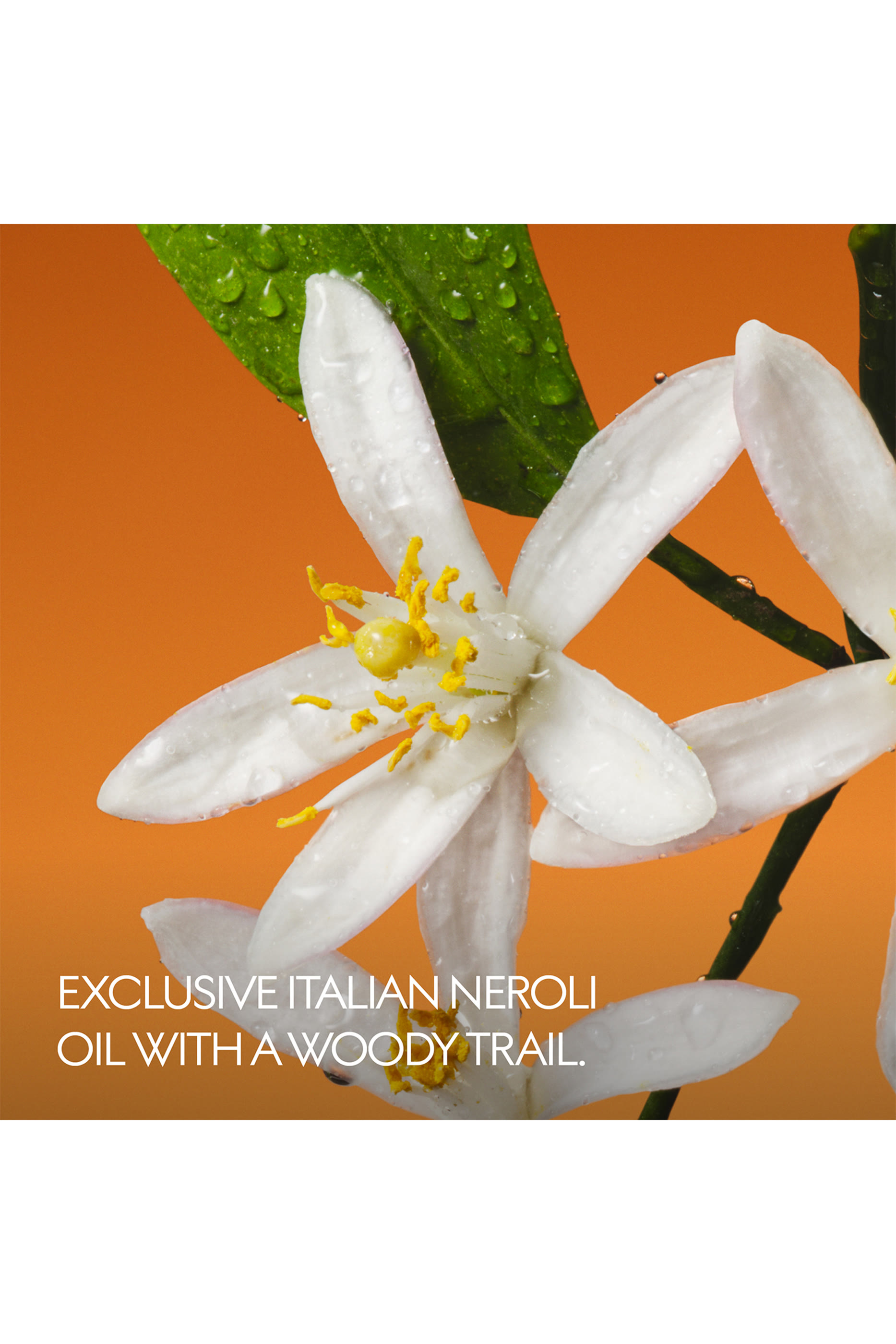 أو دو بارفان ذا ألكيميست جاردن فيوري دي نيرولي