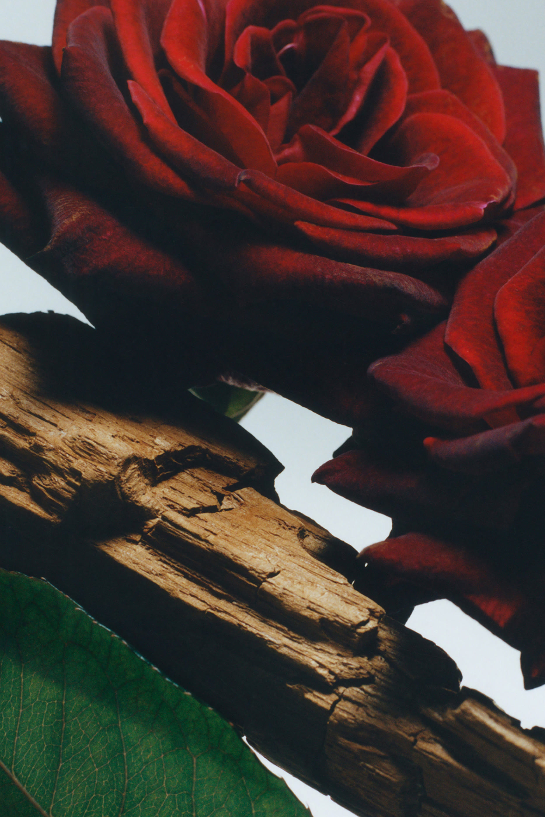 بخاخ للجسم فيلفيت روز اند عود