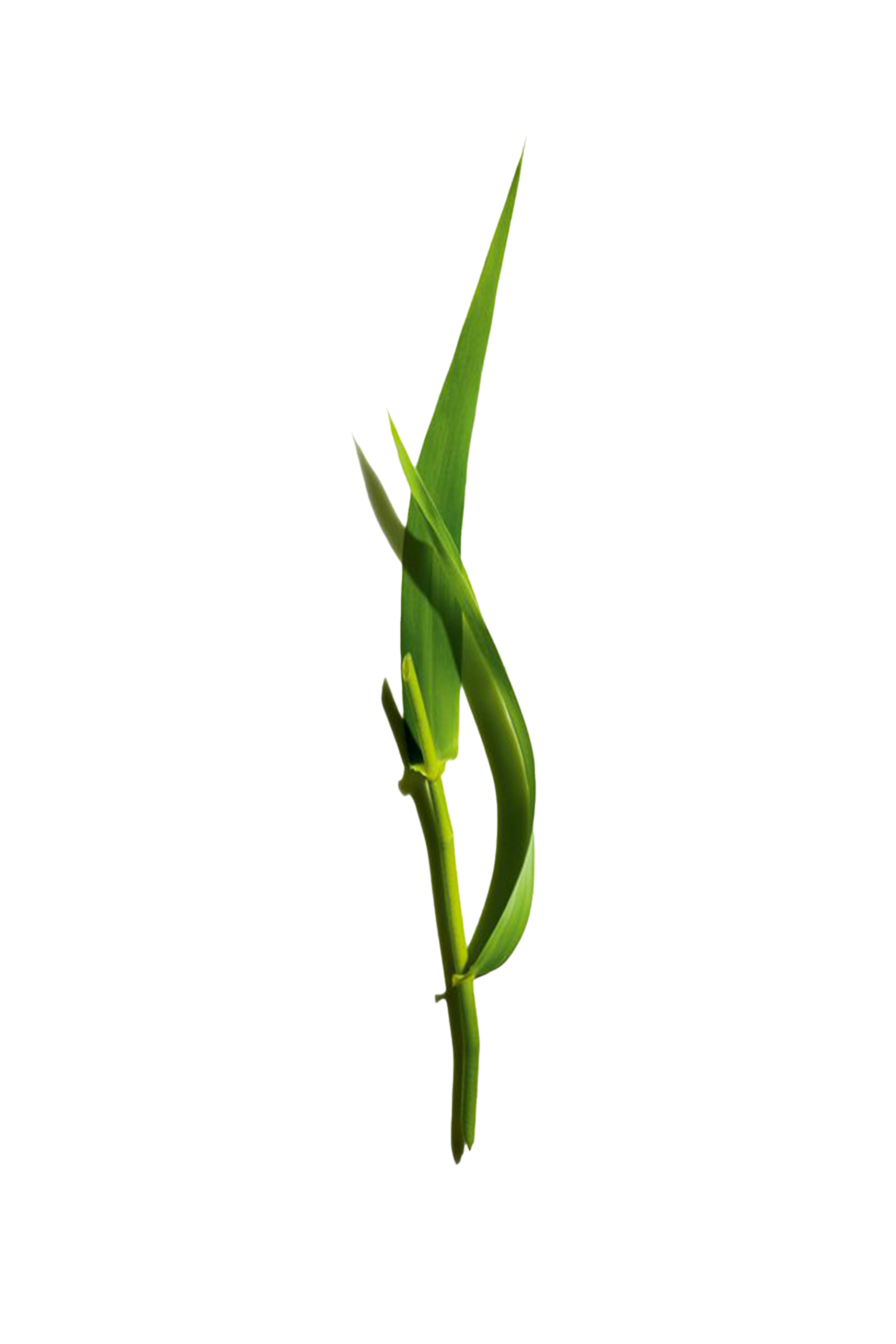 سيروم مزدوج