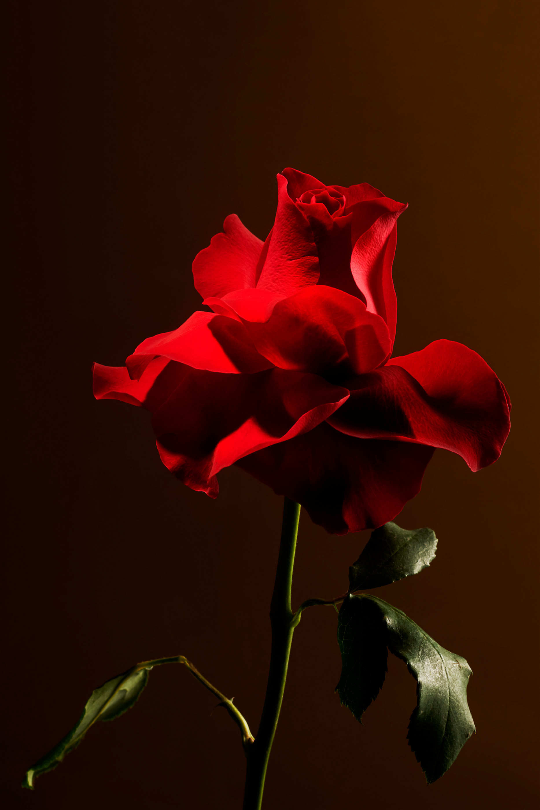 عبوة إعادة ملء موزع عطر إمبريال روز