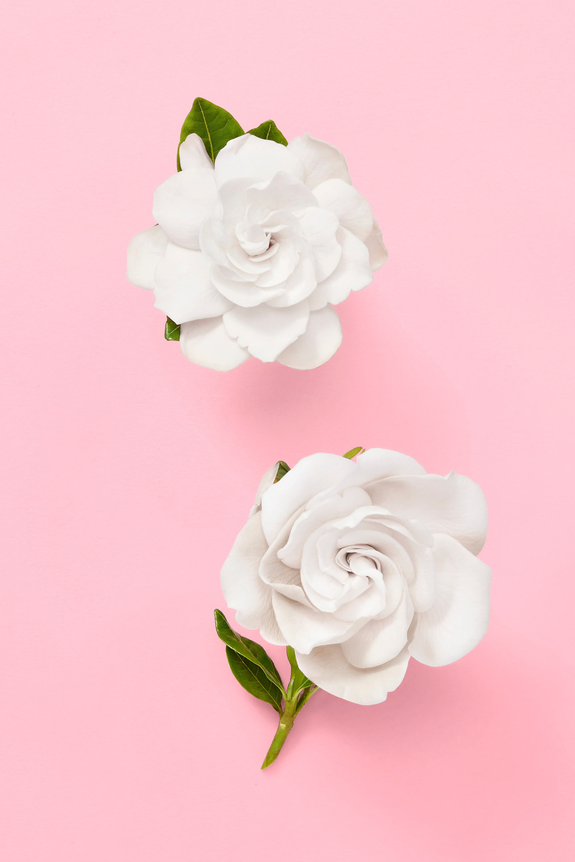 ماء عطر فلورا جورجيوس جاردينيا