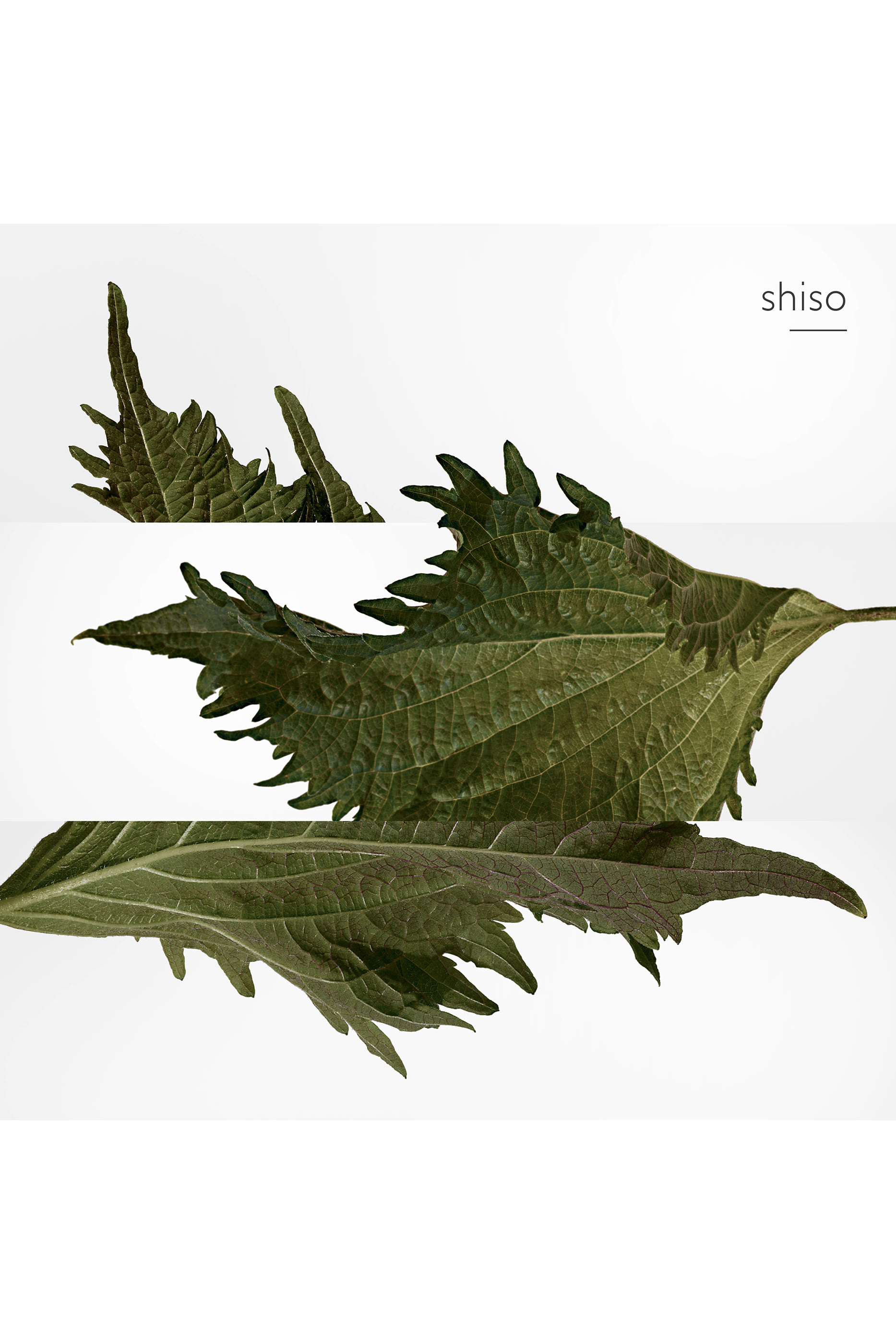 Terre d'Hermès, عطر