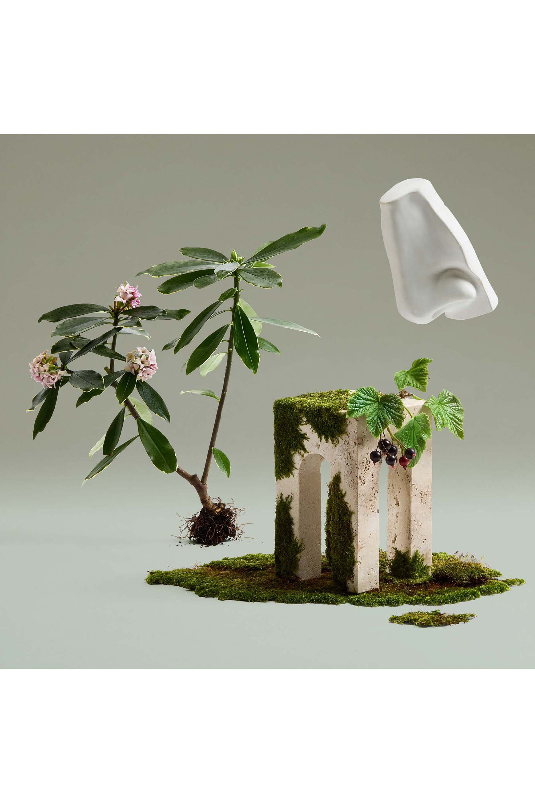 أو دو بارفان دافني بوكيه