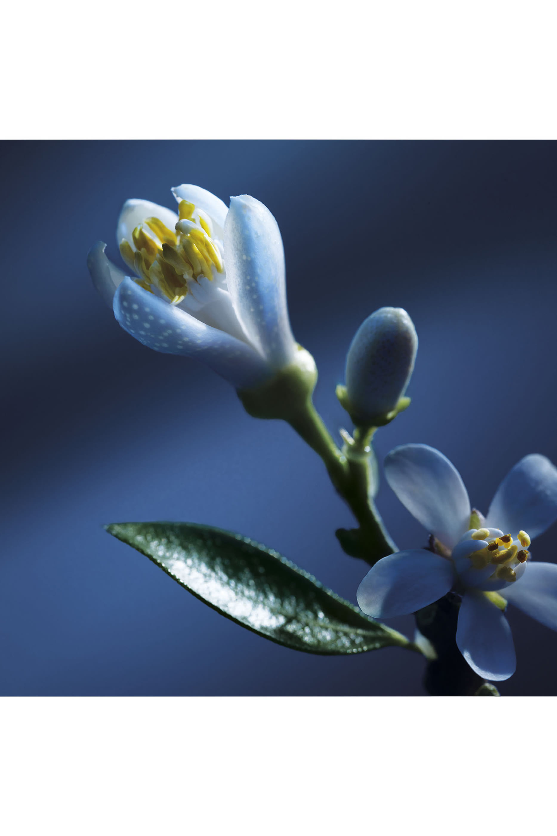 أو دو بارفان أتولييه دي فلور نوي دورنجر