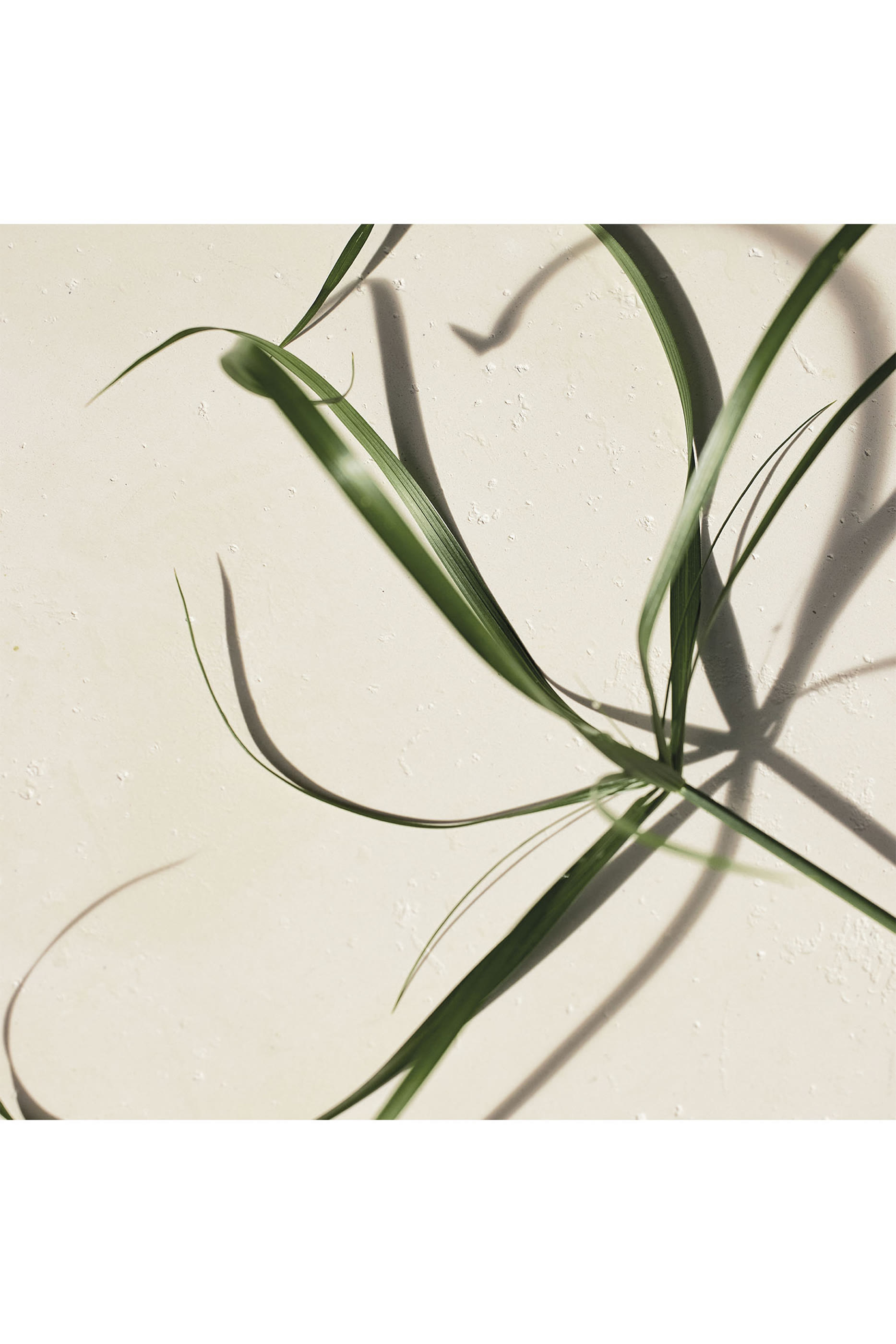 أو دو بارفان أتيليه دي فلور بابيروس