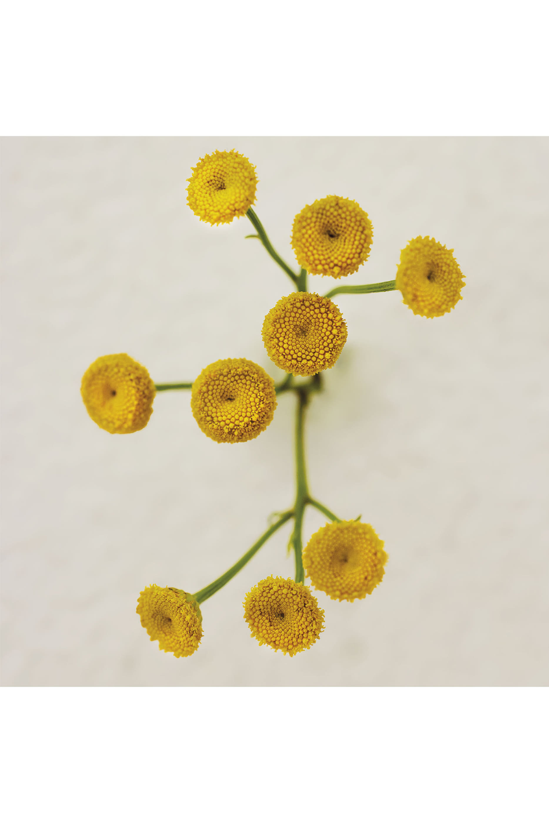 أو دو بارفان أتيليه دي فلور إيمورتيل