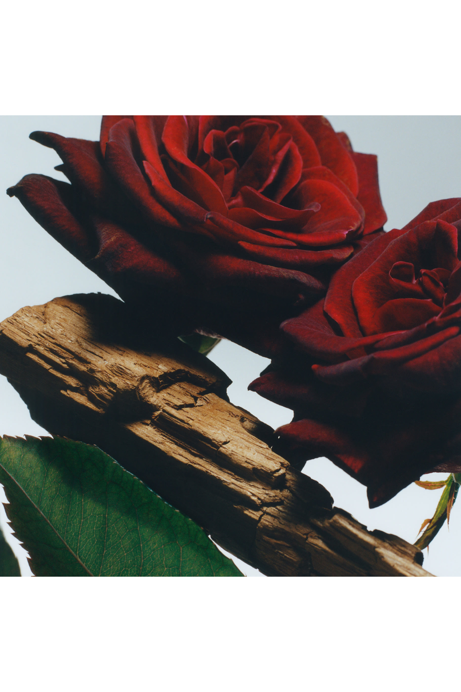 أو دو بارفان كولونيا مركز فيلفت روز اند عود