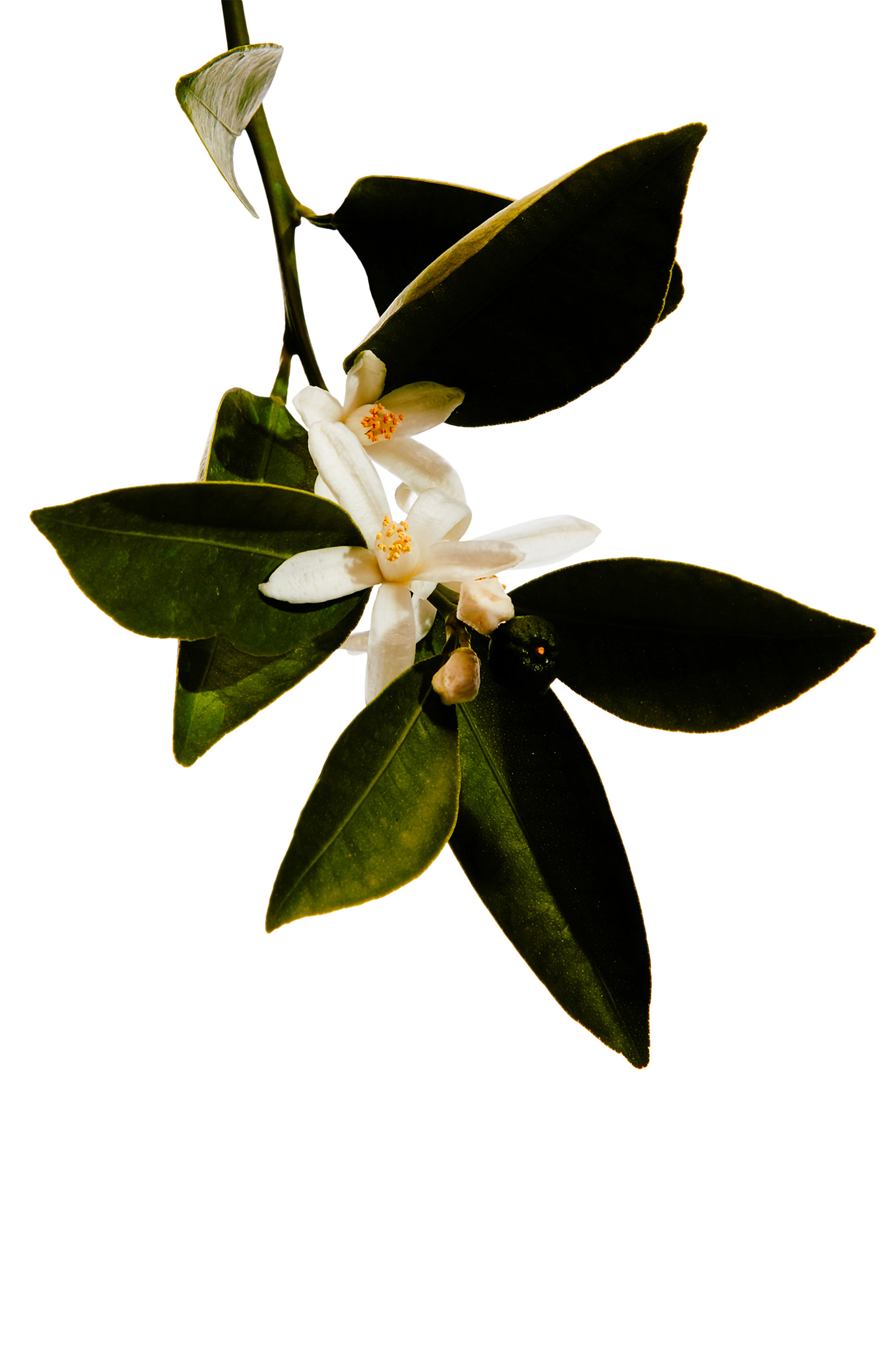 عطر أن باسيو بور مادريد كازا دي كامبو