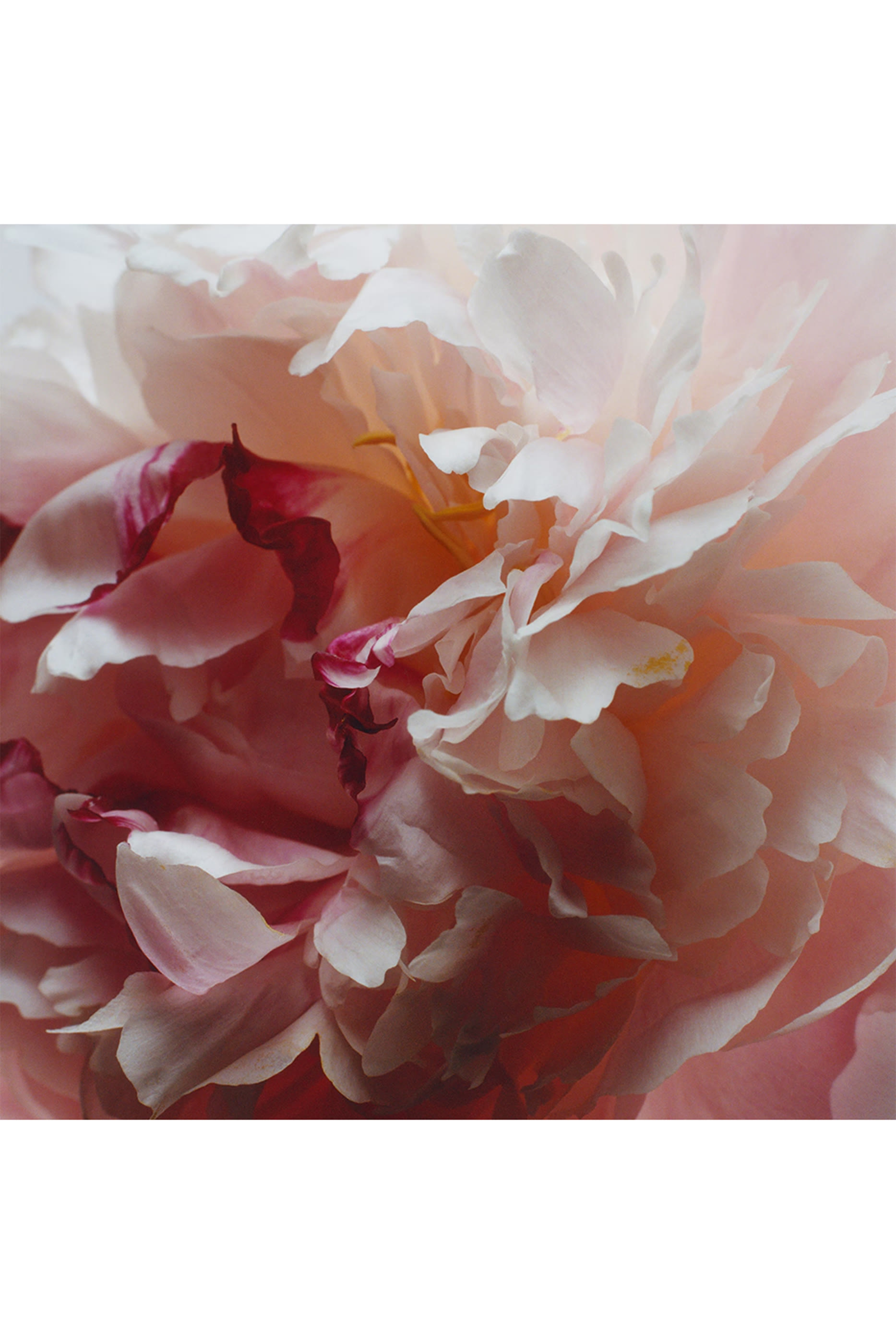 موزع عطر بيوني اند بلش سويد