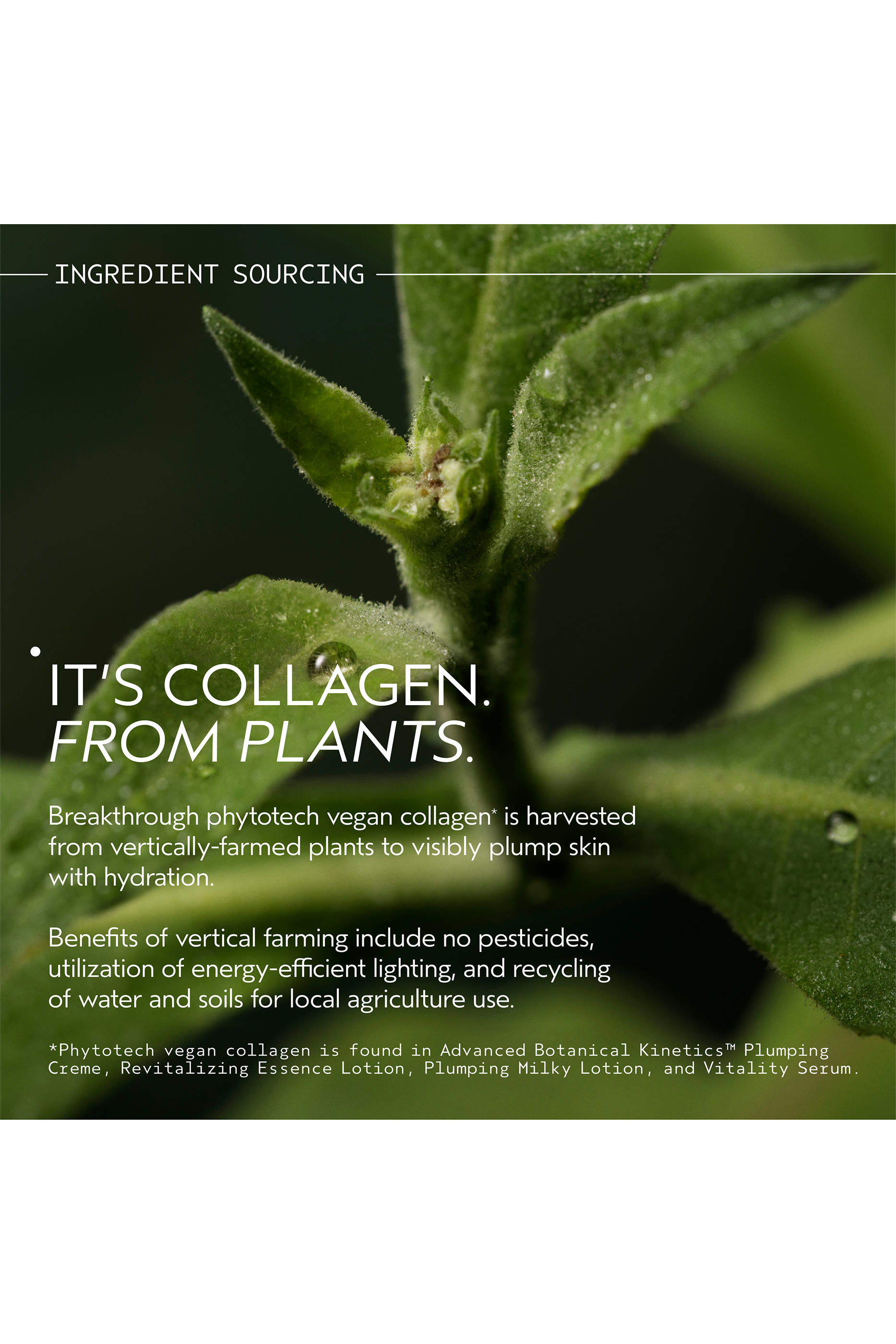 لوشن اسينس أدفانسد بوتانيكال كينيتكس لتجديد البشرة