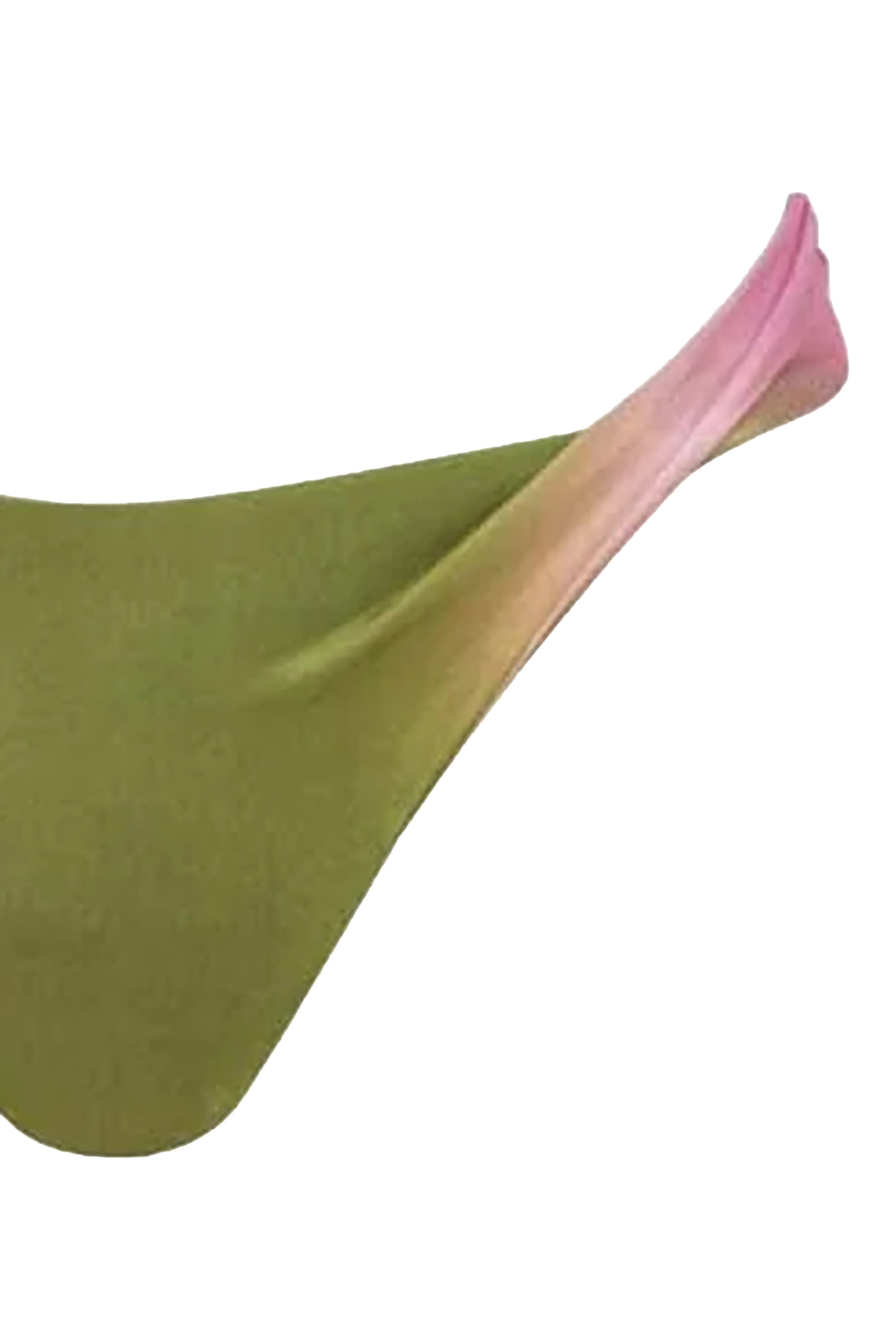 قطعة بيكيني سفلية مابل