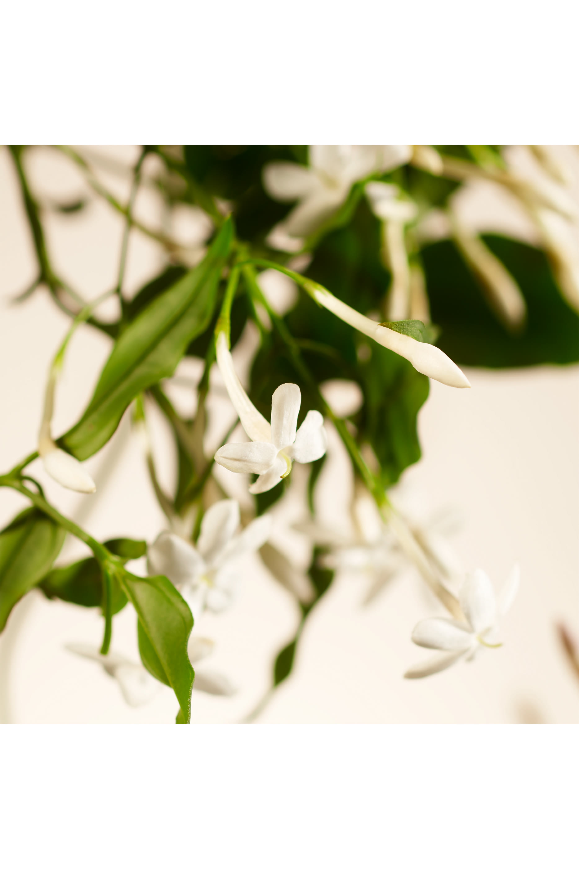 عبوة إعادة ملء موزع عطر سويت جازمين