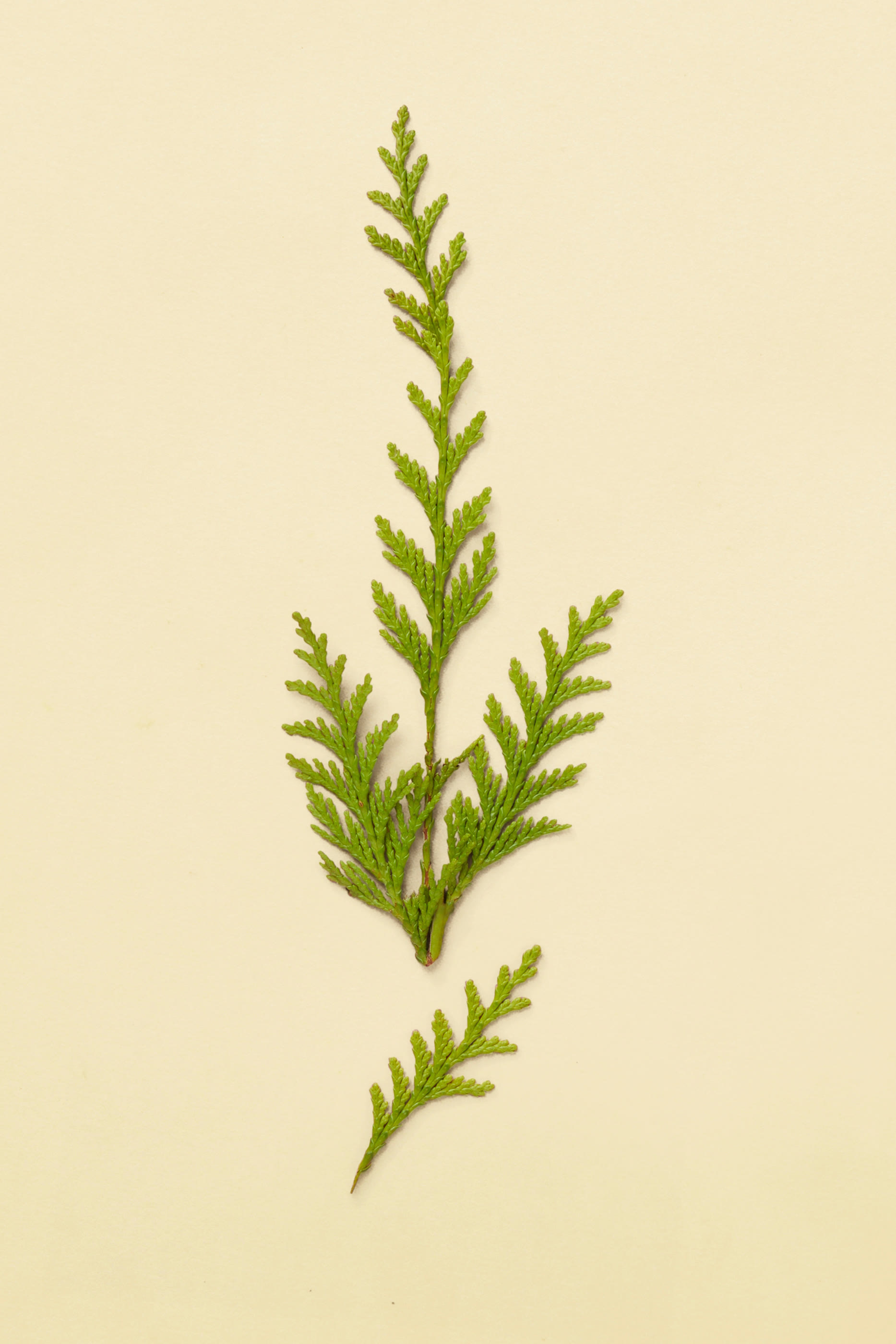 أو دو بارفان ذا لاست داي أوف سمر