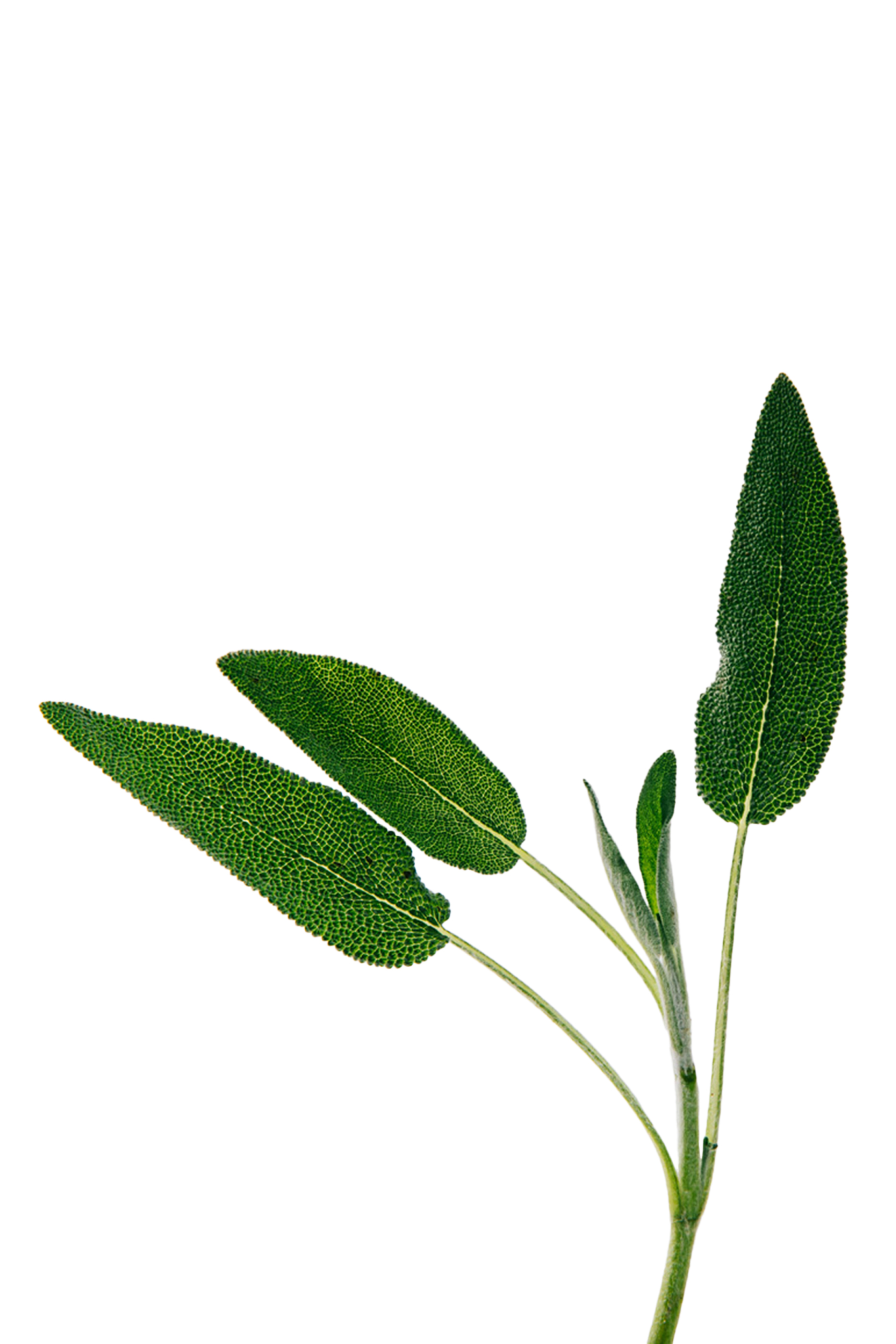 أو دو بارفان سولو فولكان