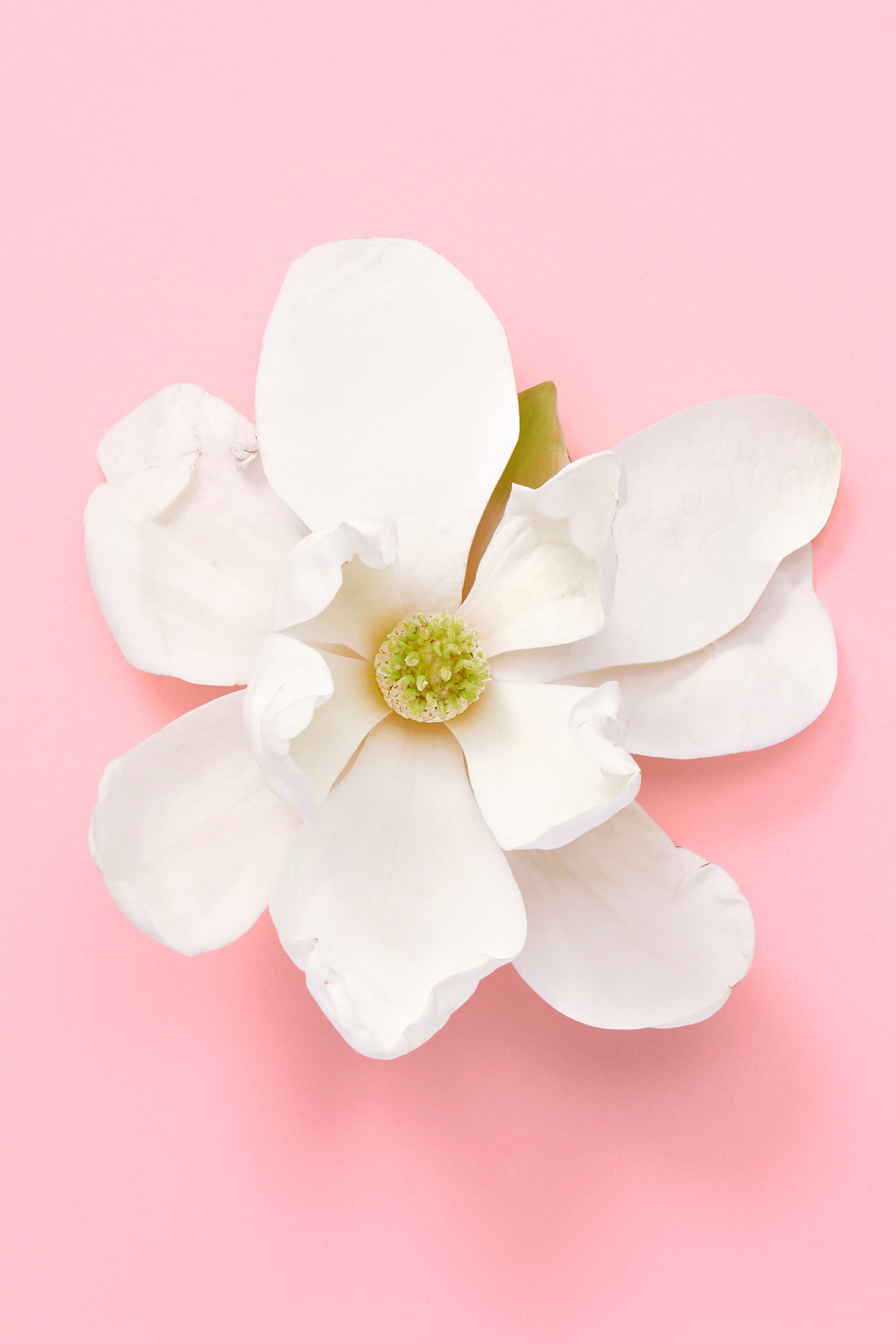 أو دو بارفان فلورا جورجيوس جاسمين