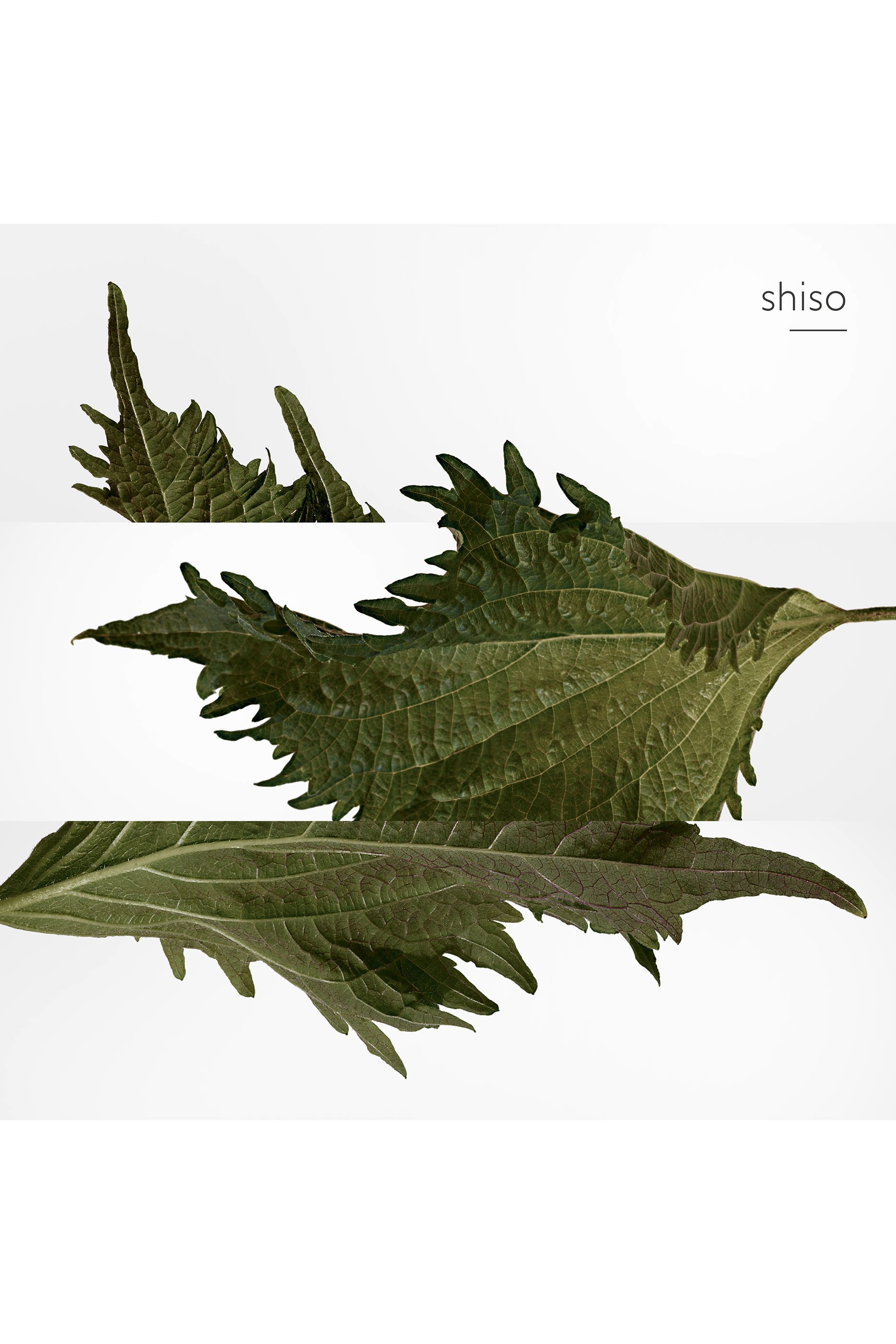 Terre d'Hermès, عطر