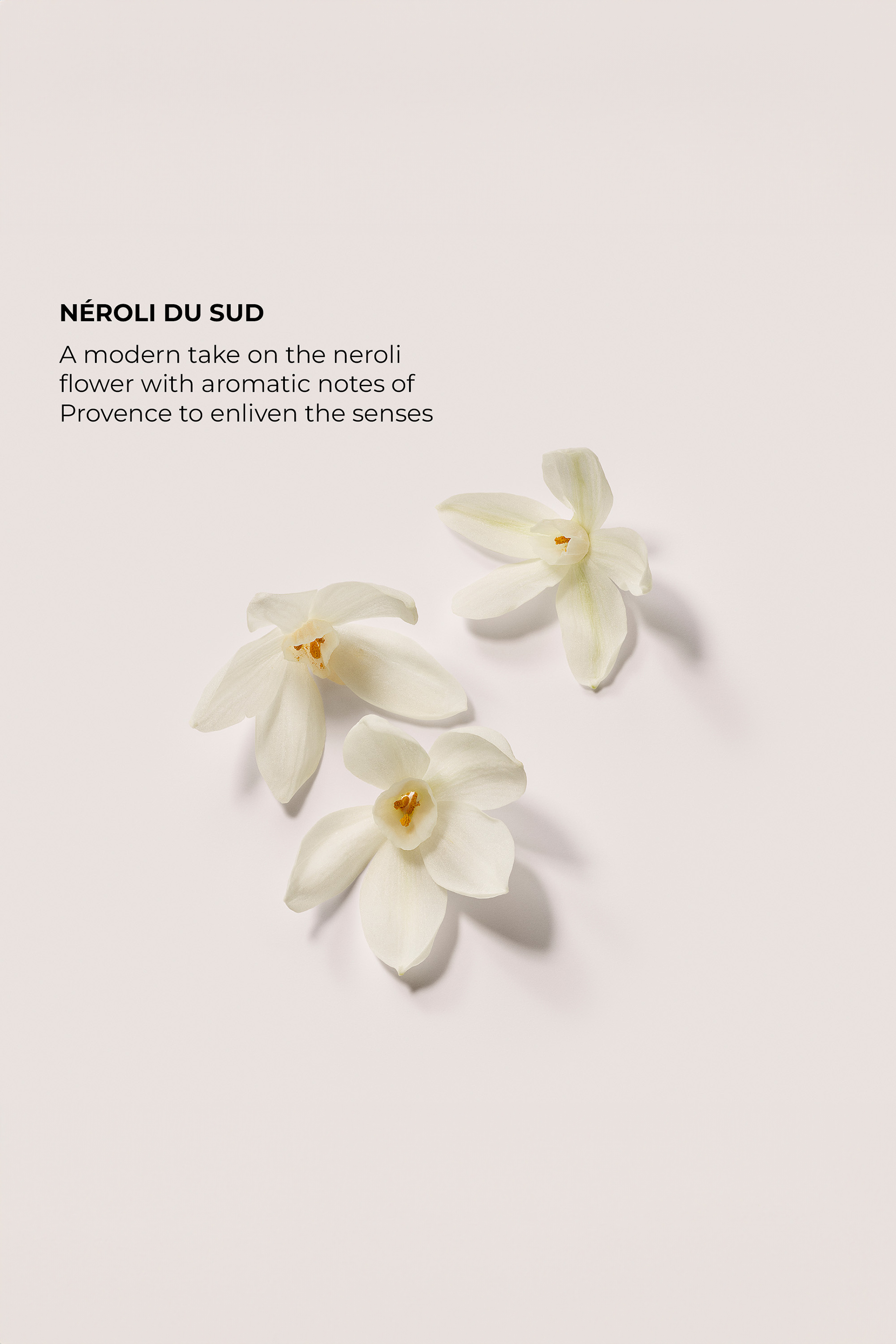 مجموعة ذا دايدريمر اندالجانس  نيرولي دو سود، قطعتان