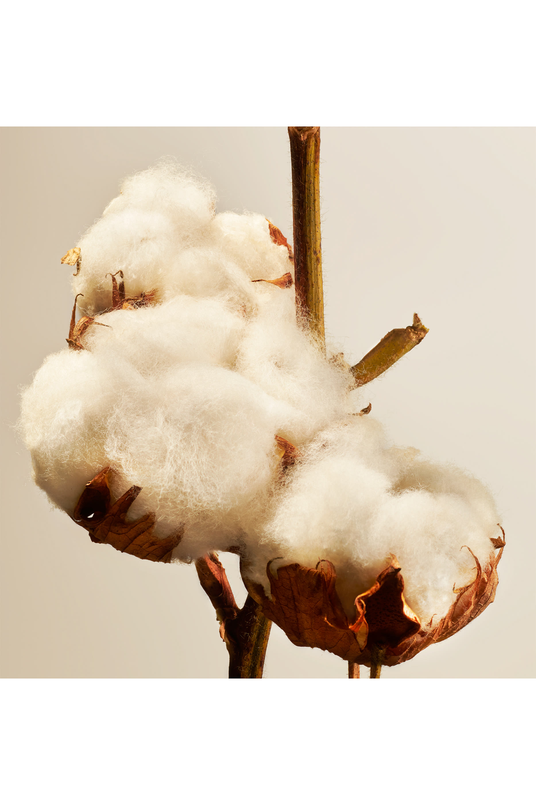 شمعة معطرة كوتن بلوسوم