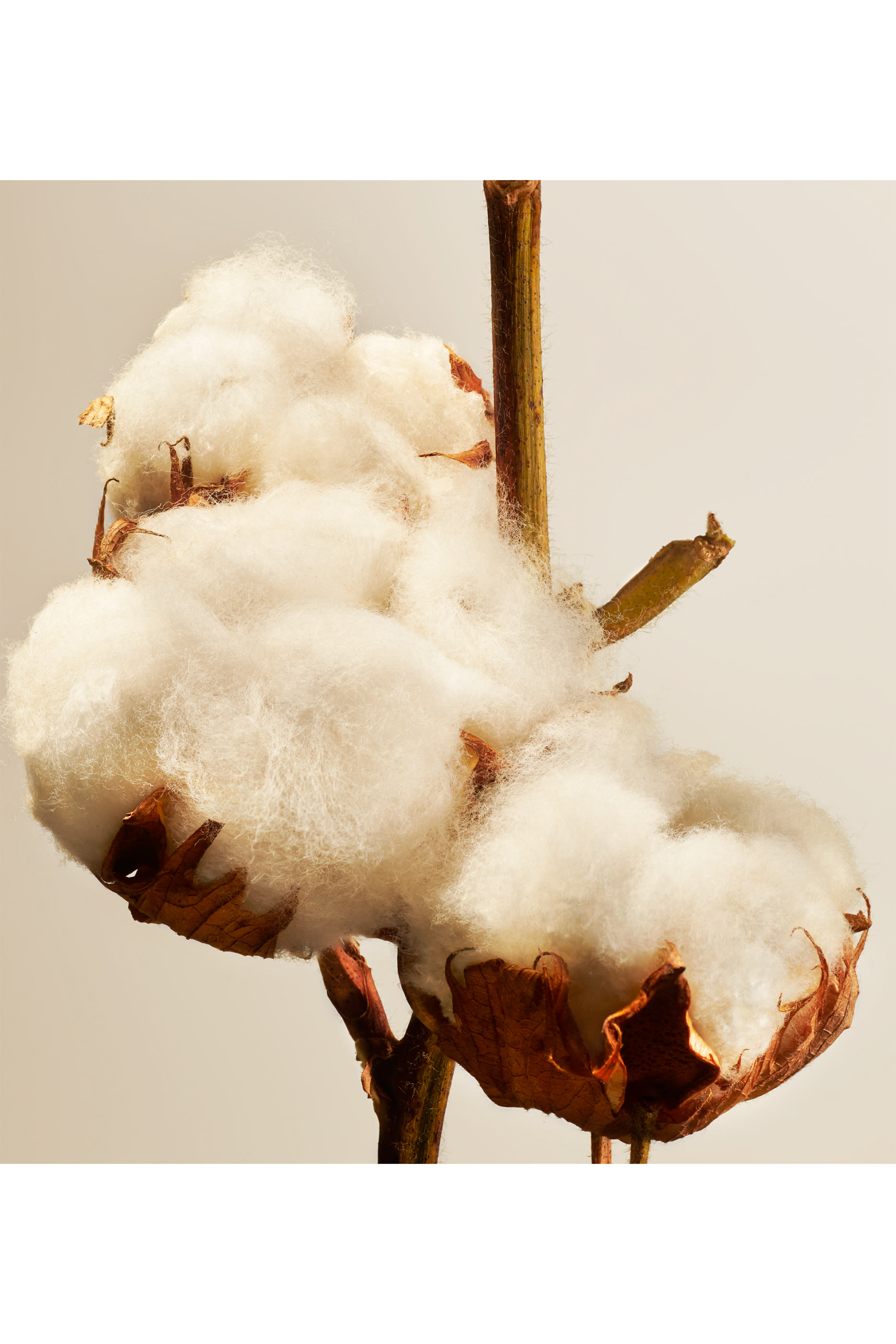 أعواد موزع عطر كوتون بلوسوم