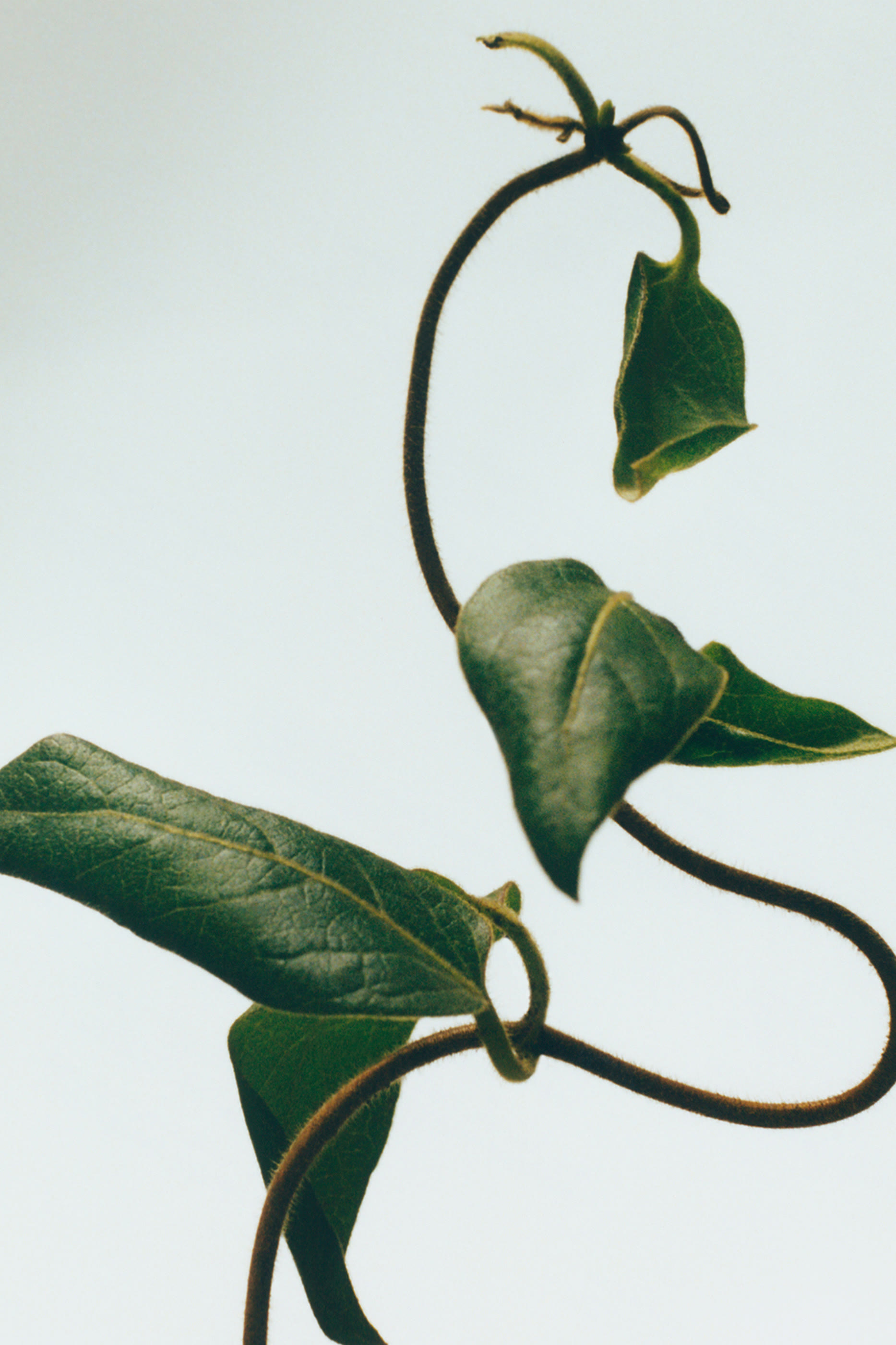 شمعة هاني ساكل معطرة