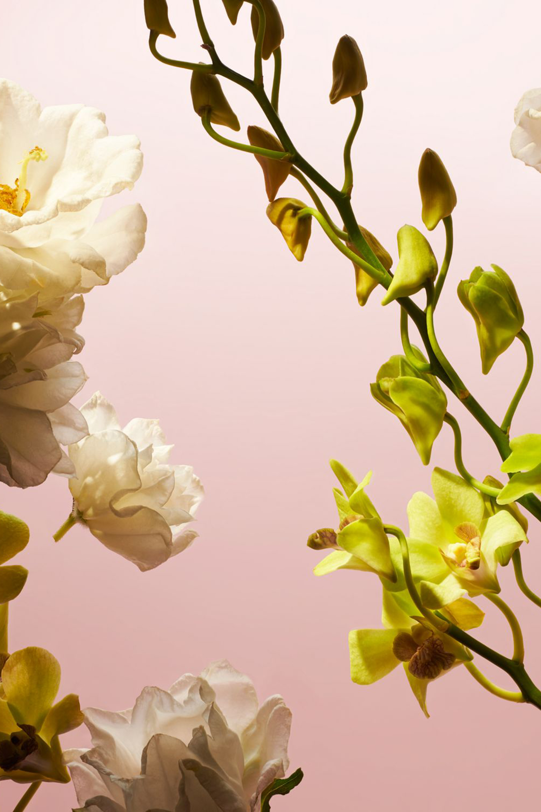 أو دو بارفان فلور دو هيمالايا