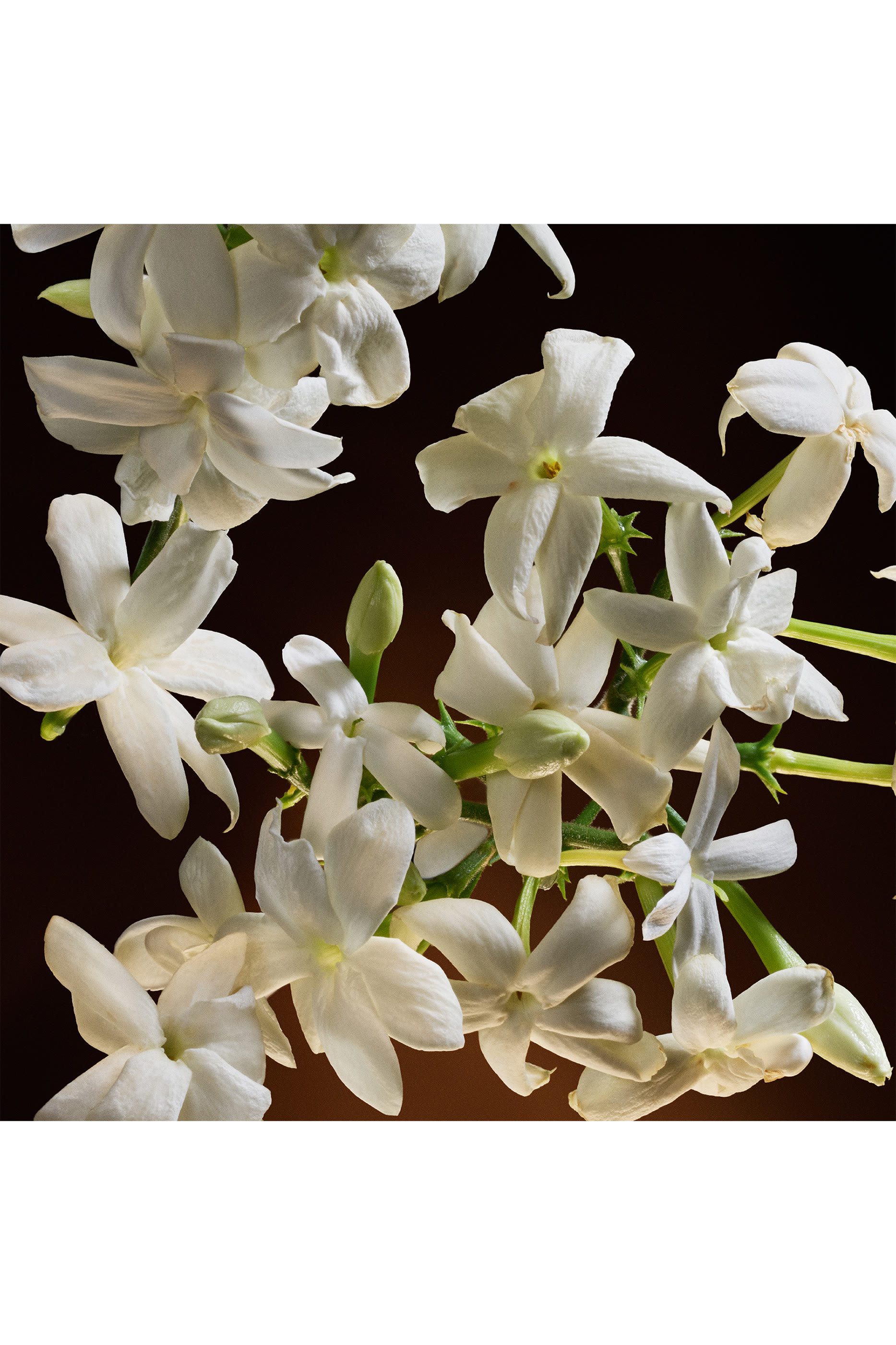 أو دو بارفان مركز ذا وان