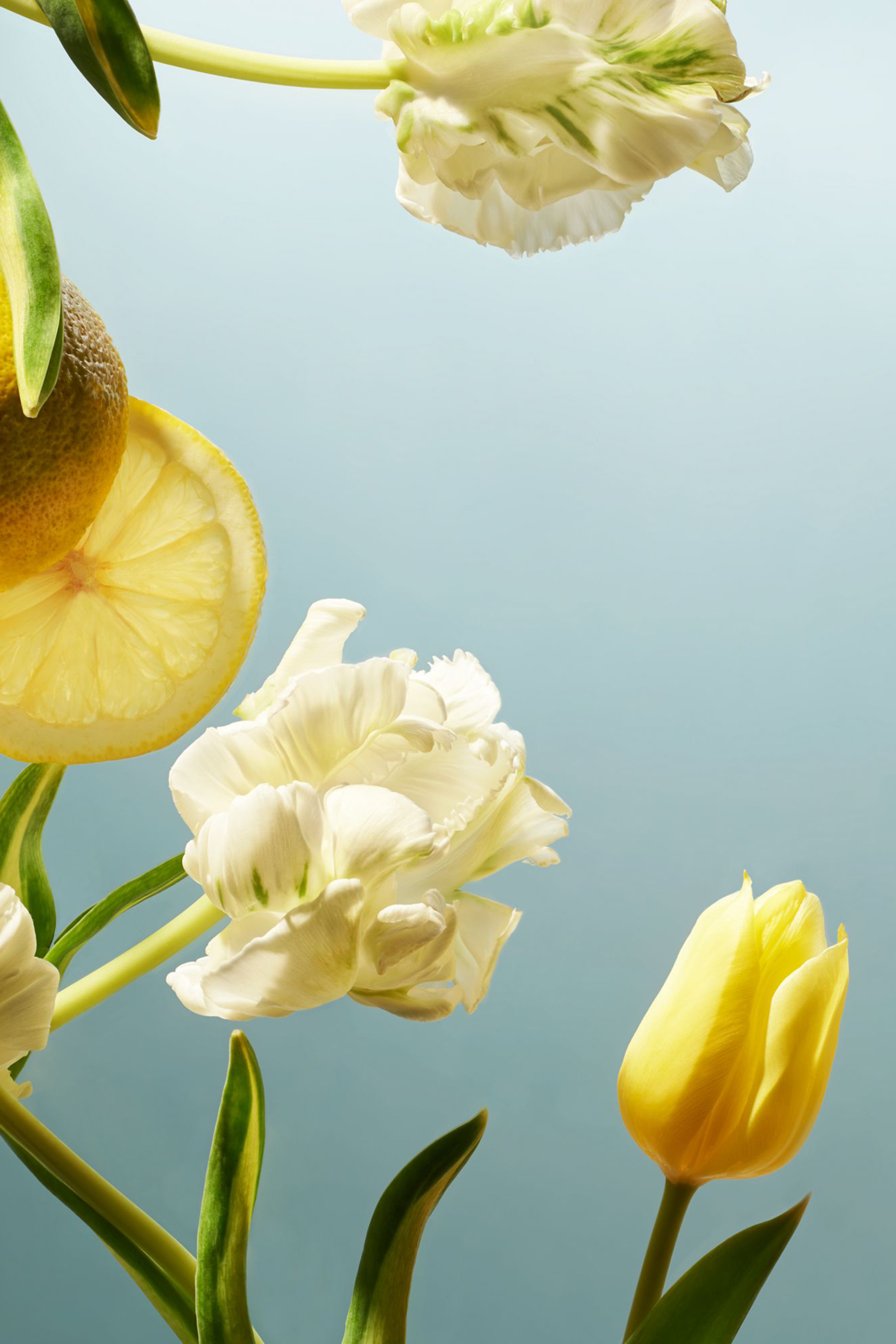 معطر للسيارة من مجموعة أمستردام