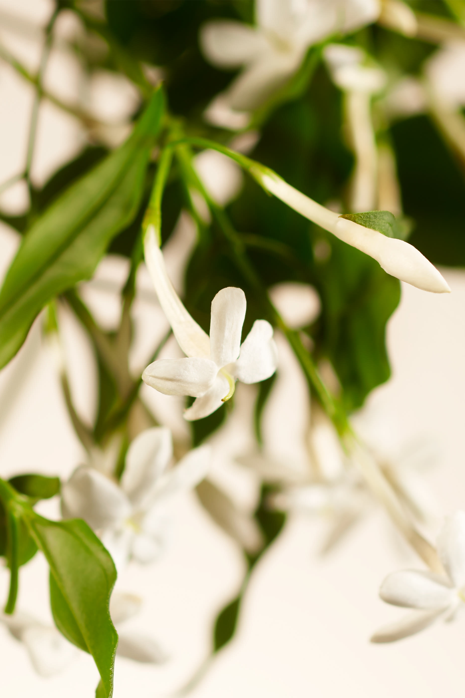 Private Collection - Sweet Jasmine Gift Set