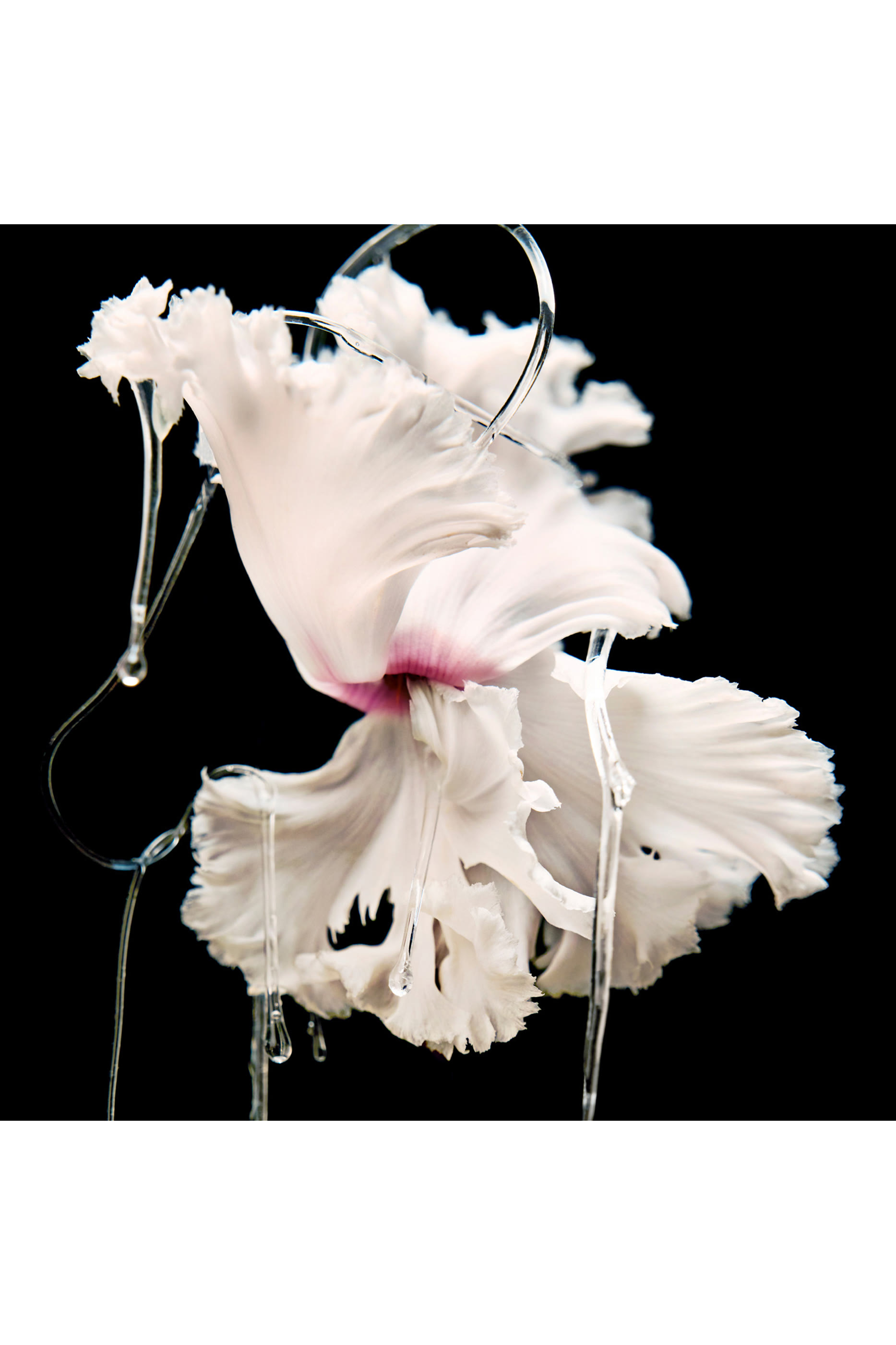 أو دو بارفان بلانش ابسولو