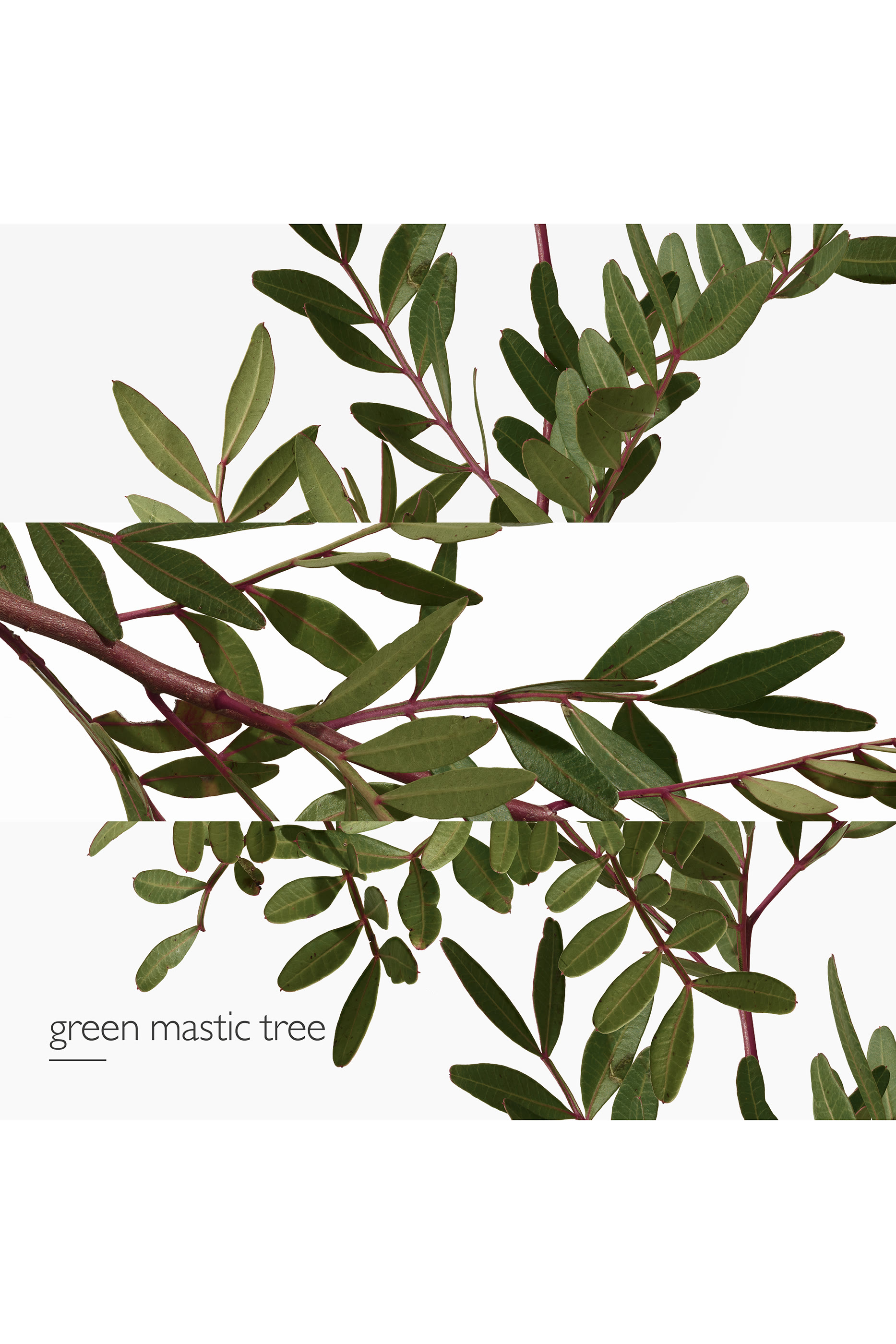 Un Jardin en M&eacute;diterran&eacute;e, ماء تواليت