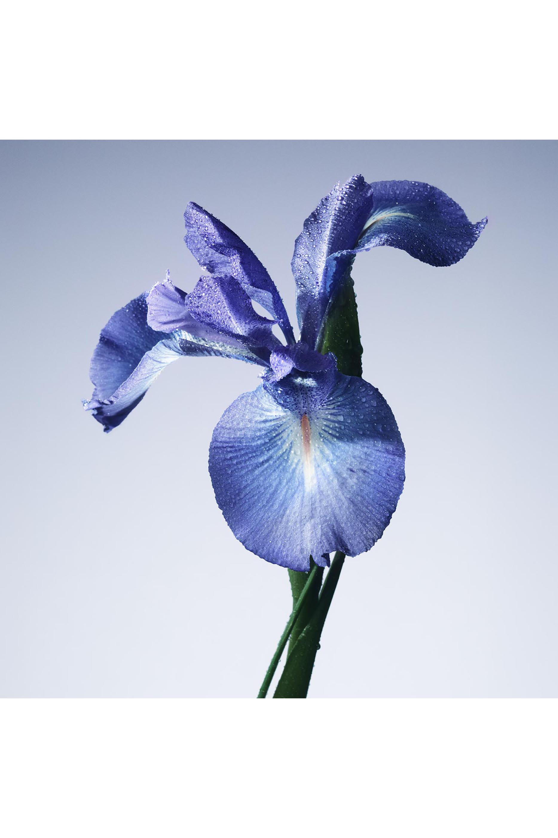 أو دو تواليت برايف إيريس بلو