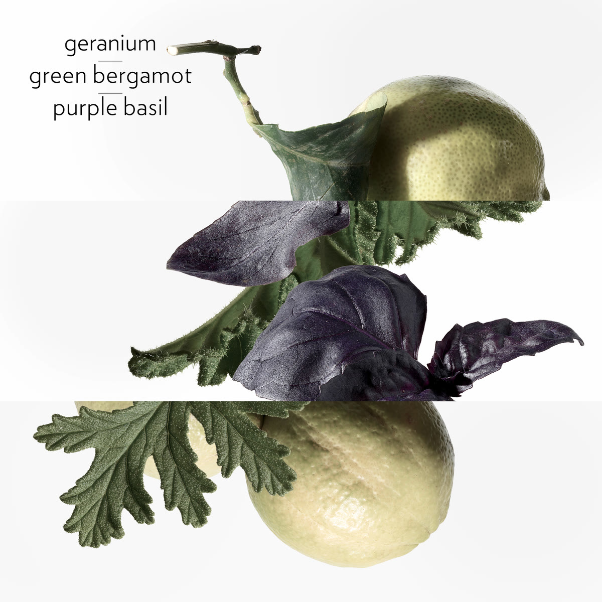 Eau de Basilic Pourpre, ماء كولونيا