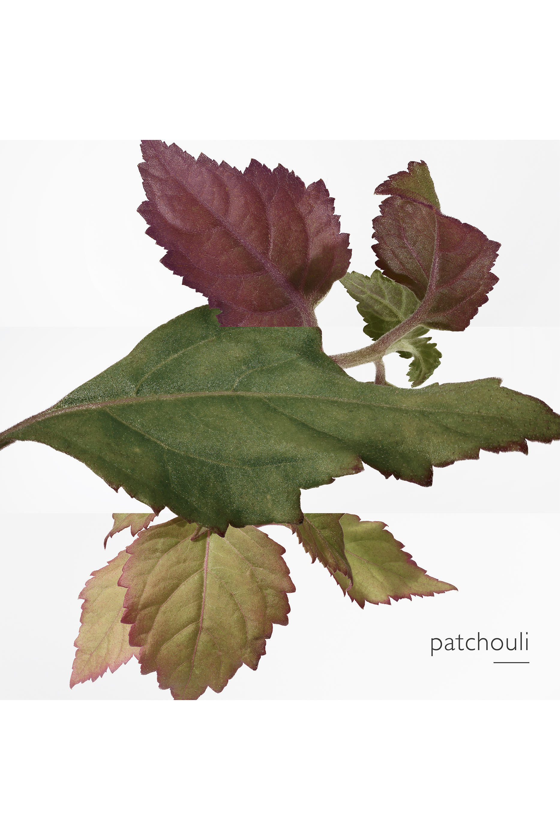 او دو بارفان Elixir des Merivee