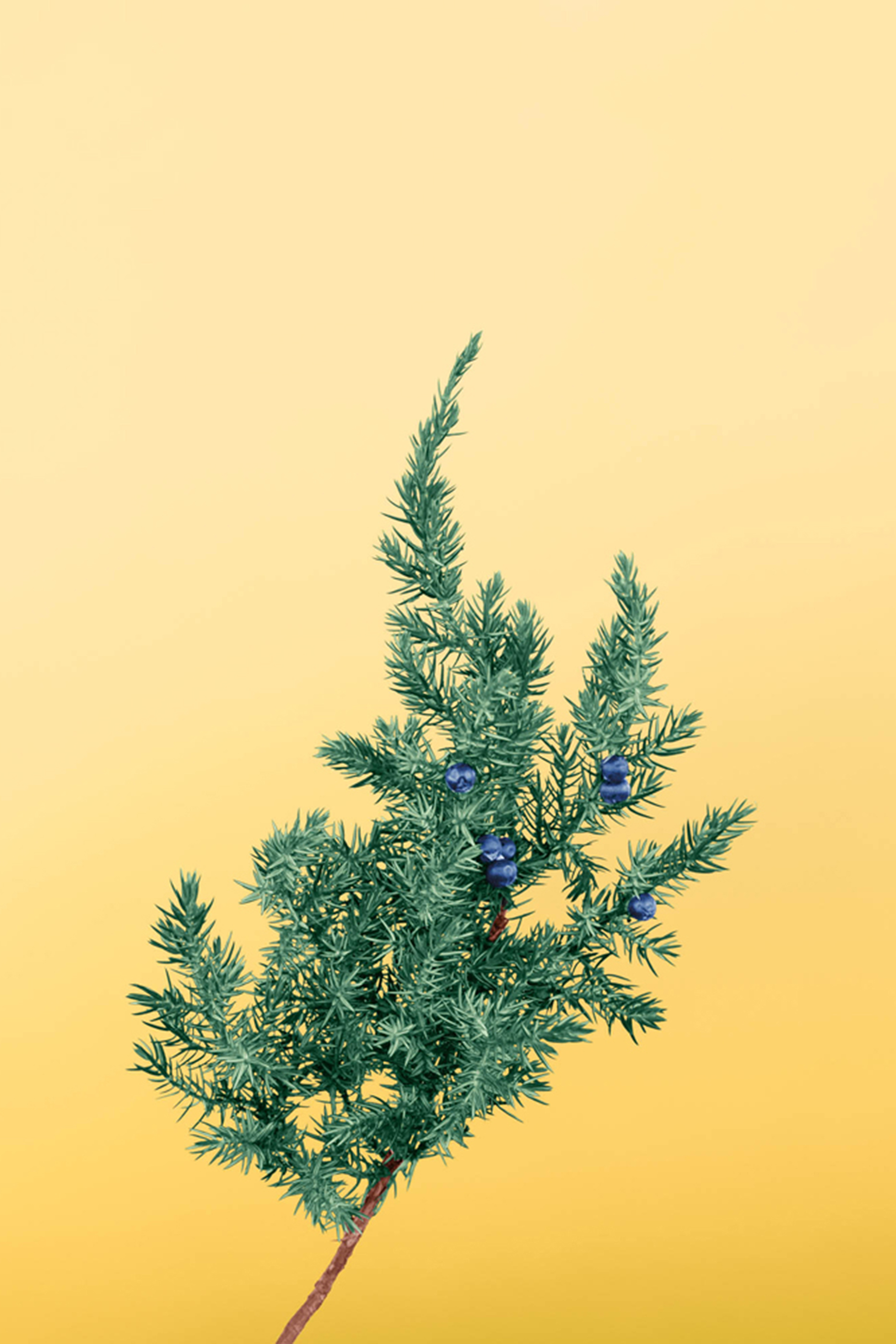 شمعة جونيبر بيري معطرة