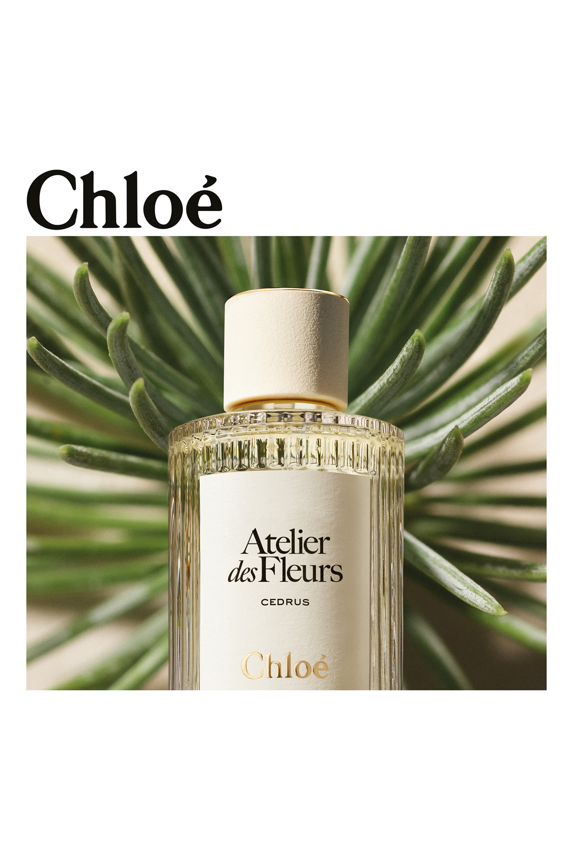 كريم لليدين معطر سيدراس من مجموعة أتيليه ديه فلورز