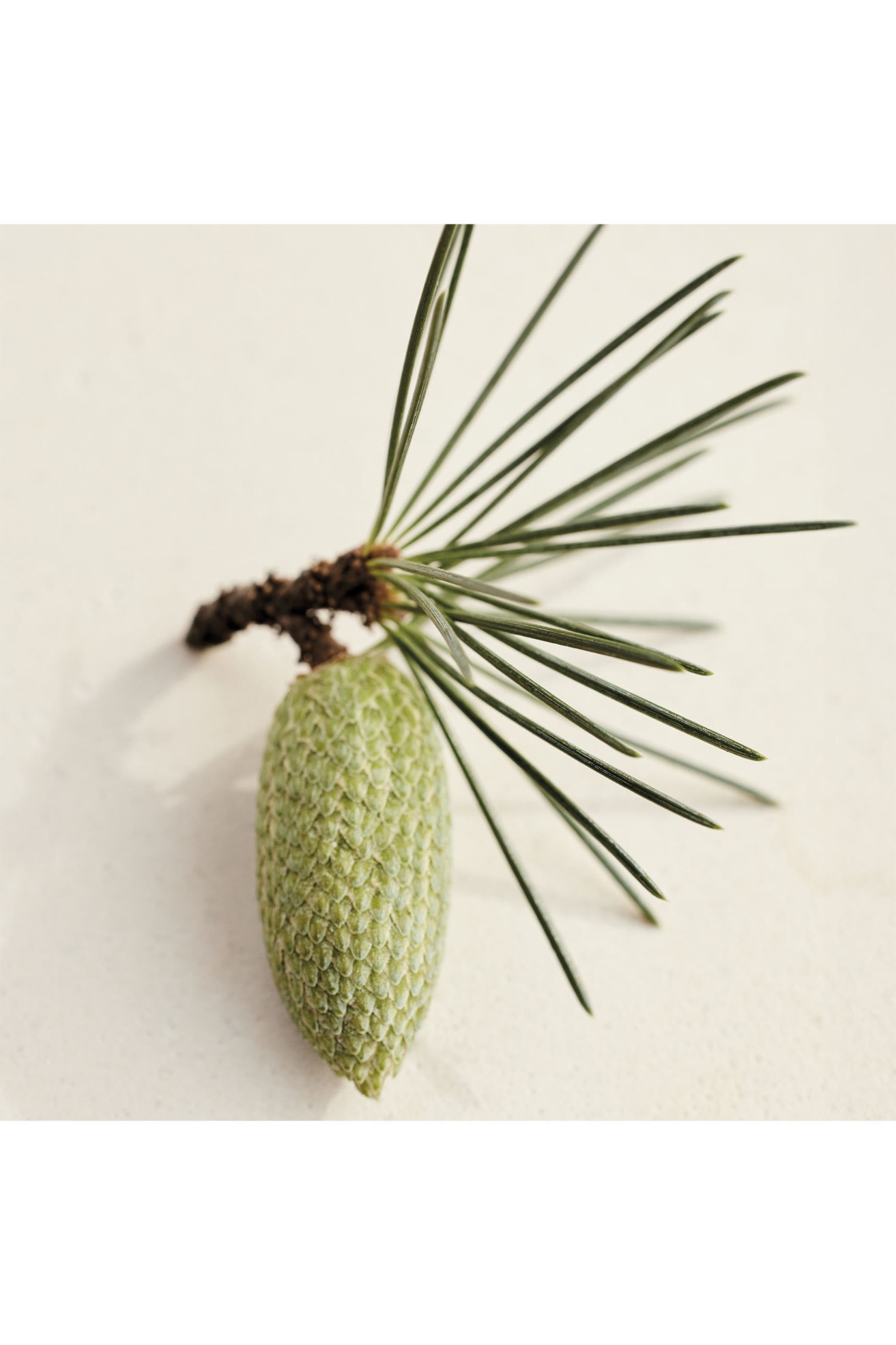 أو دو بارفان أتيليه دي فلور سيدروس