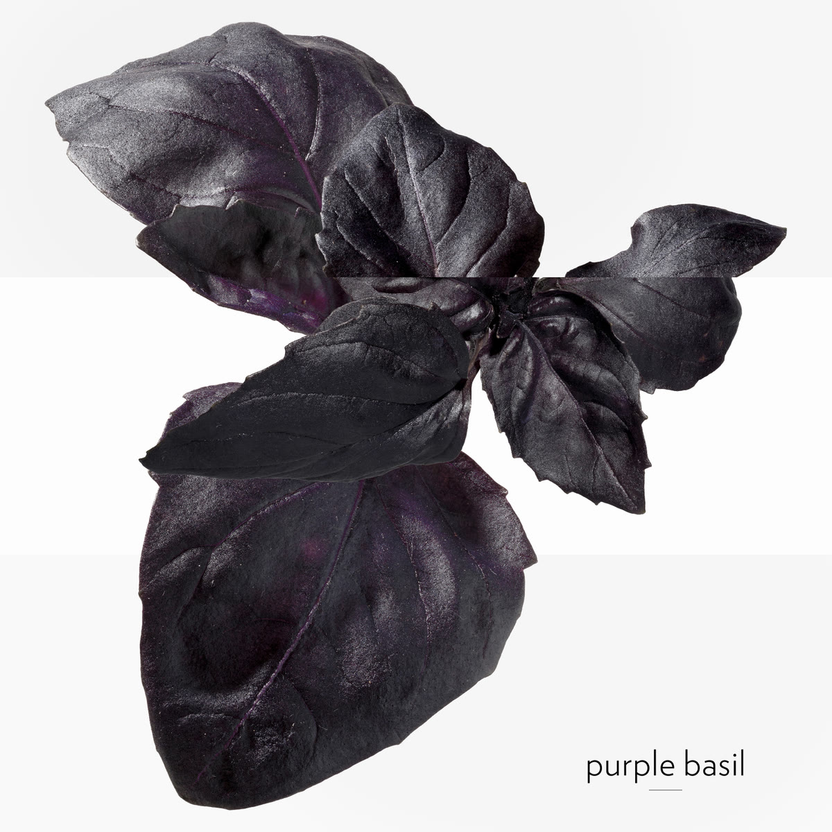 Eau de Basilic Pourpre, ماء كولونيا