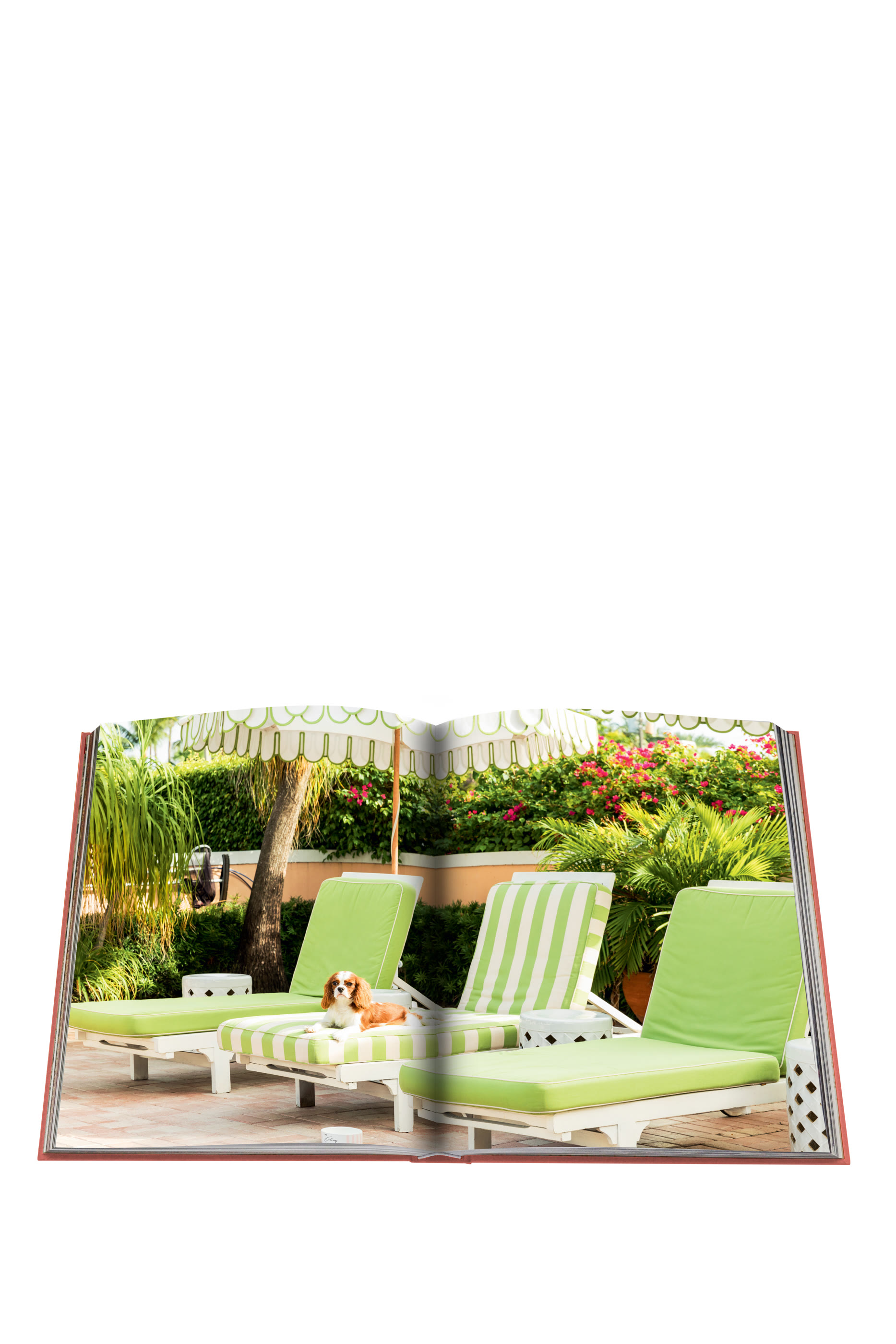 كتاب بالم بيتش