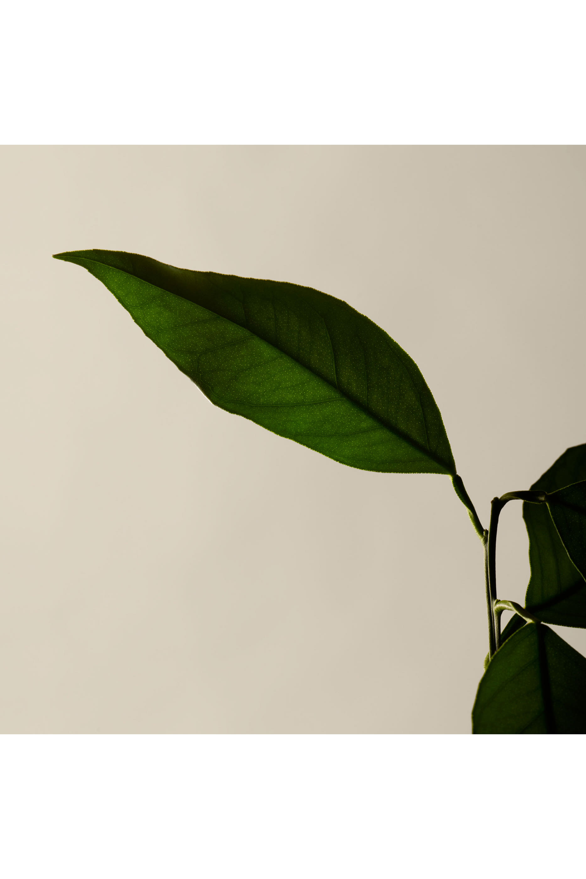 مرطب ريفرينس المعطر لليدين