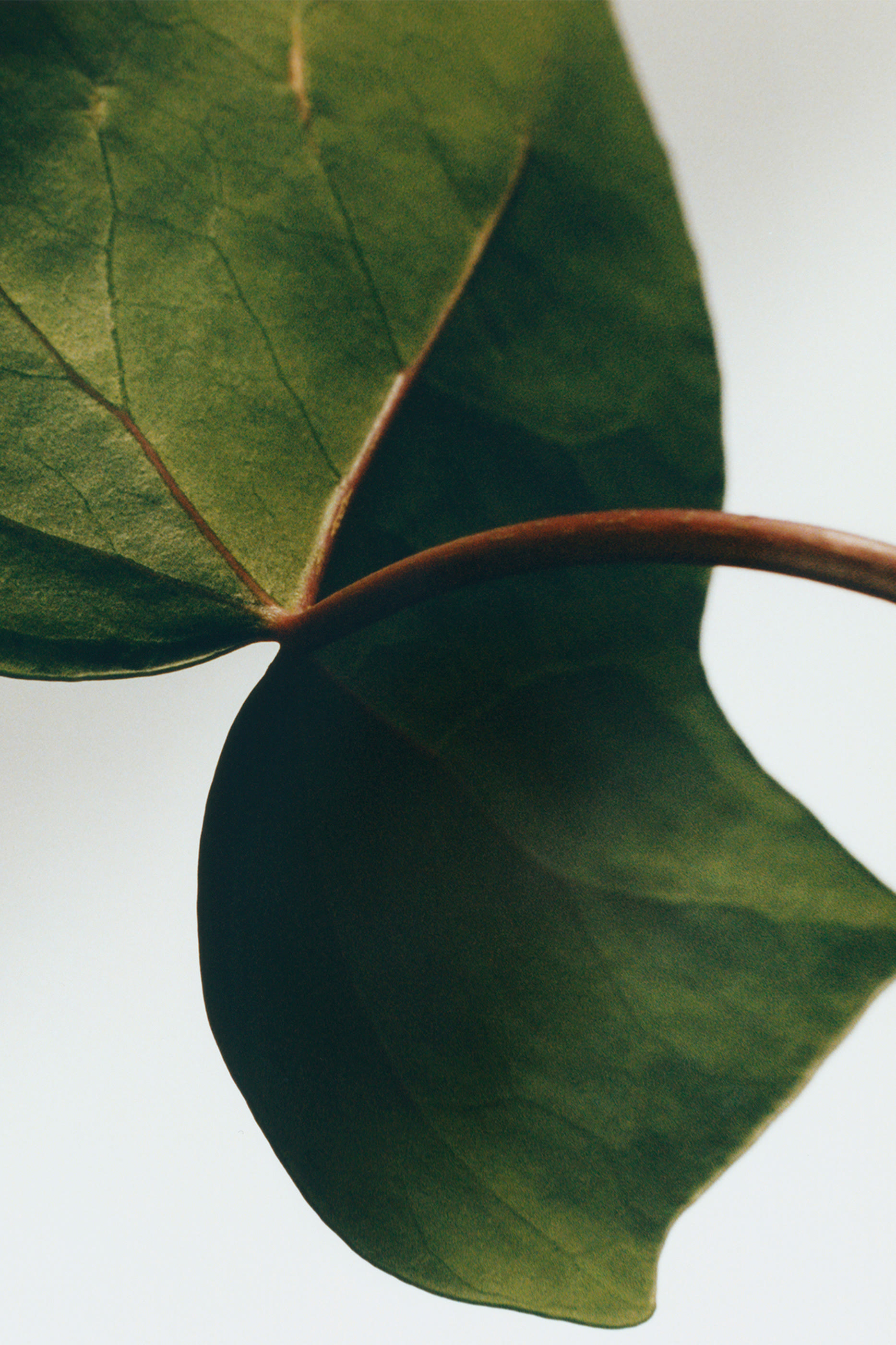 بخاخ ايفي معطر للغرف