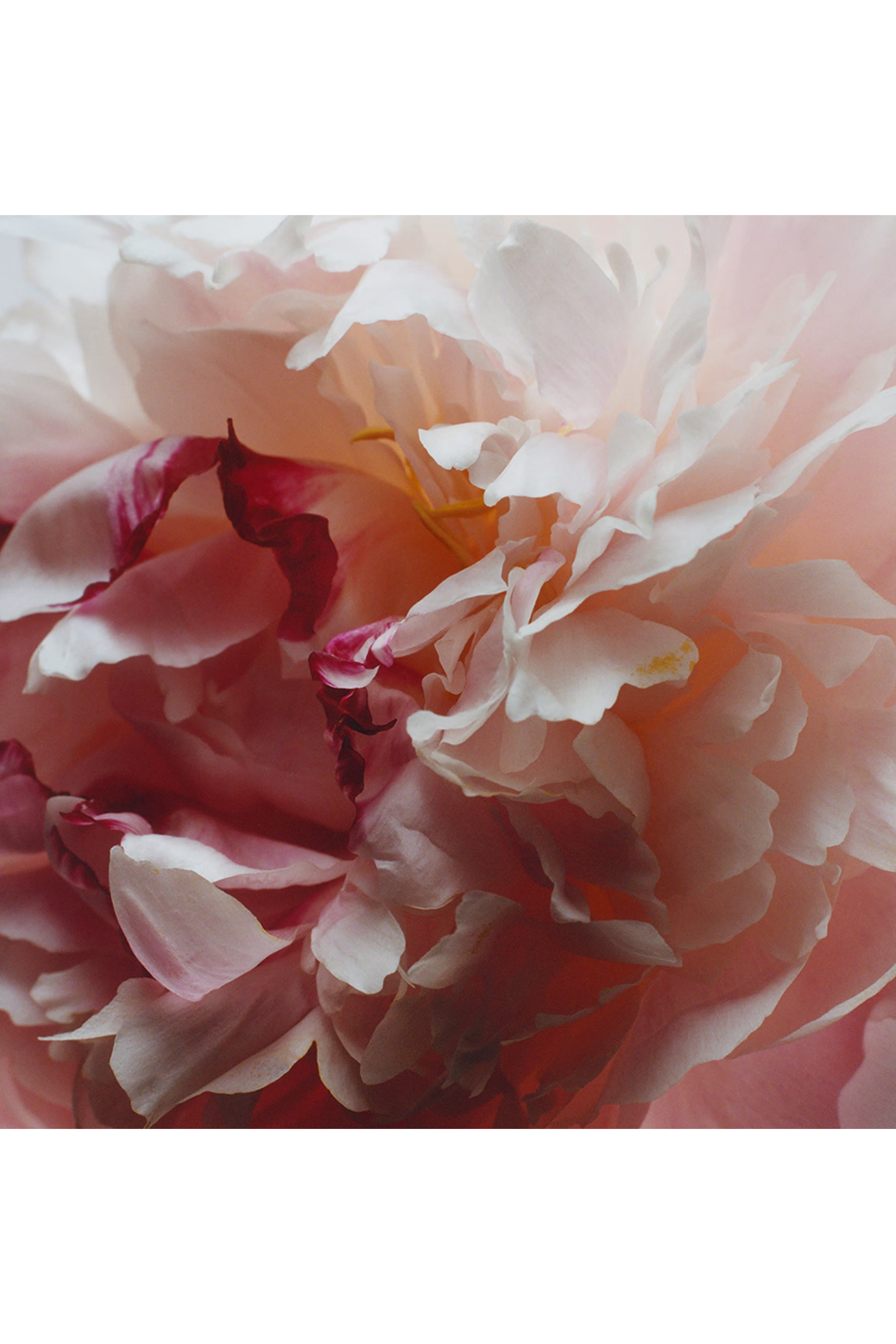 أو دو تواليت بيوني اند بلش سويد