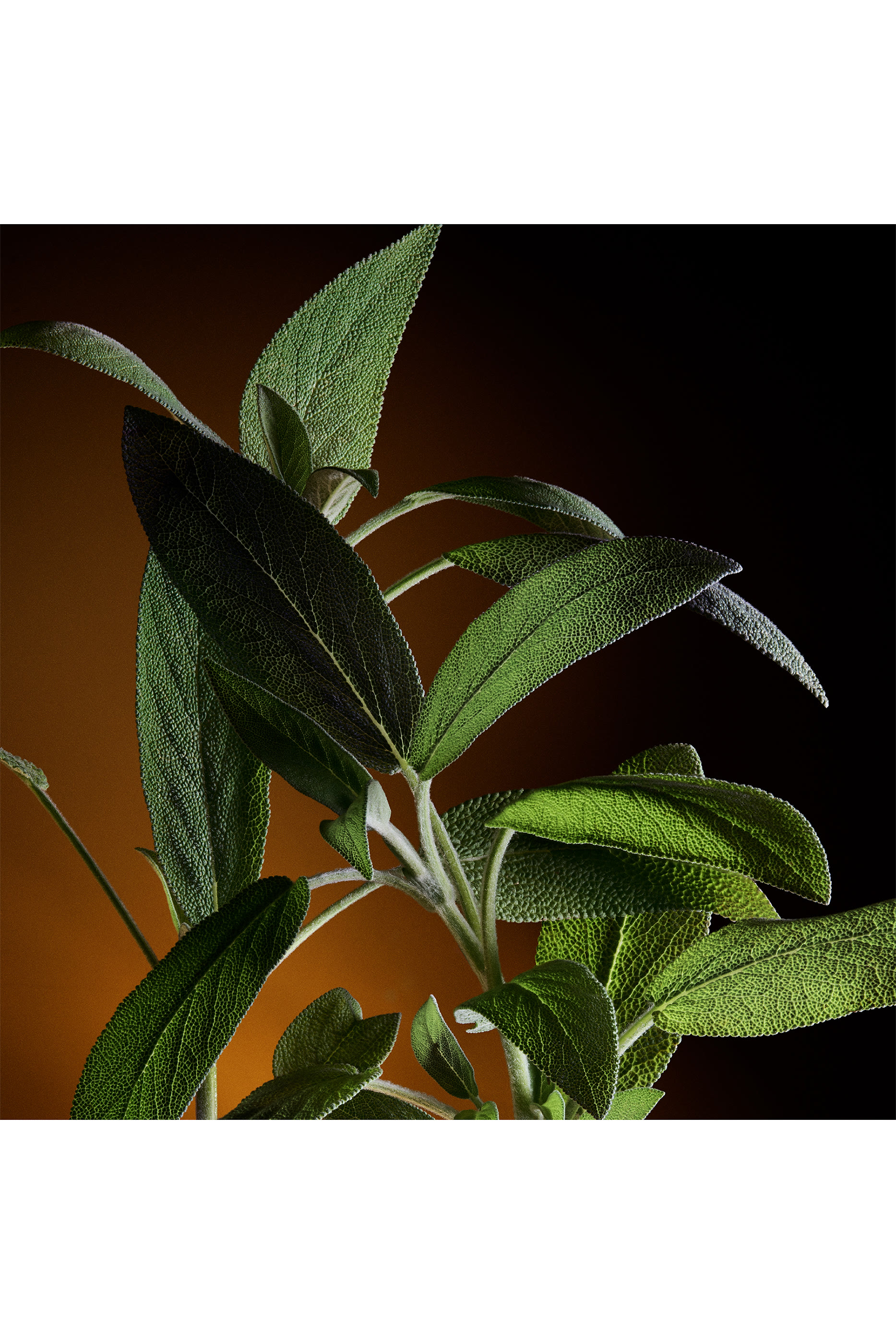 أو دو بارفان مركز ذا وان جولد للرجال