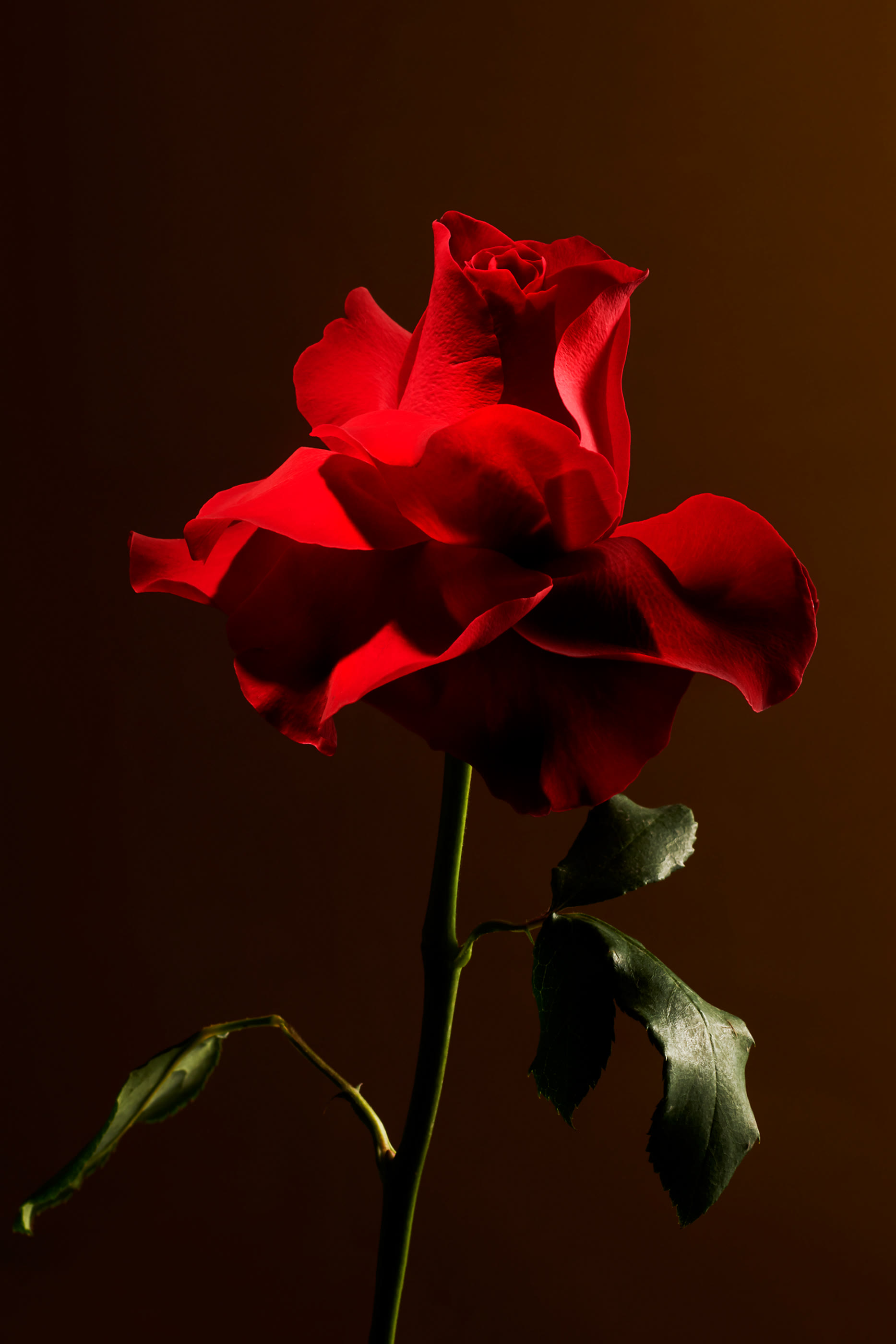 شمعة معطرة إمبريال روز