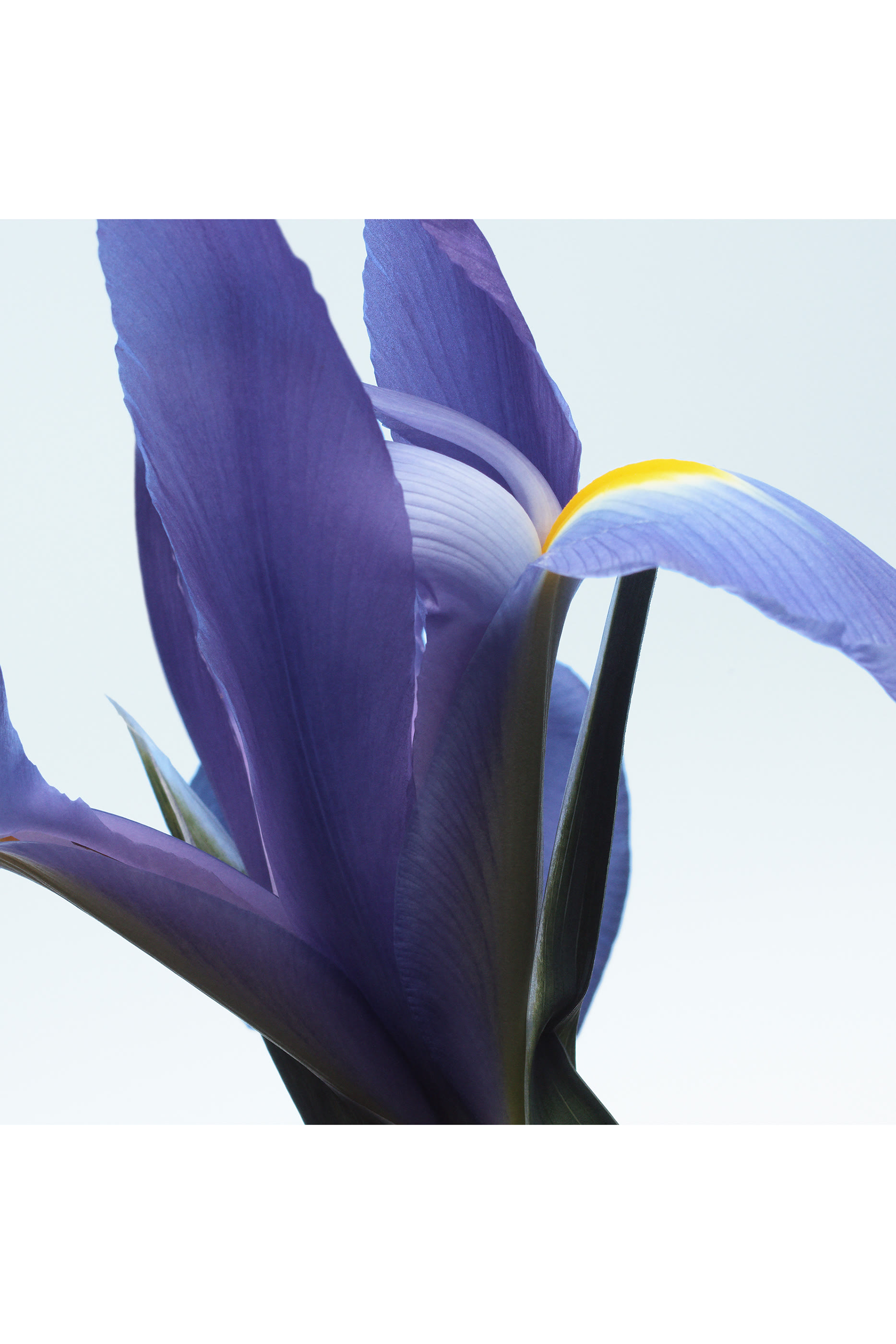 أو دو بارفان نيون جاردن