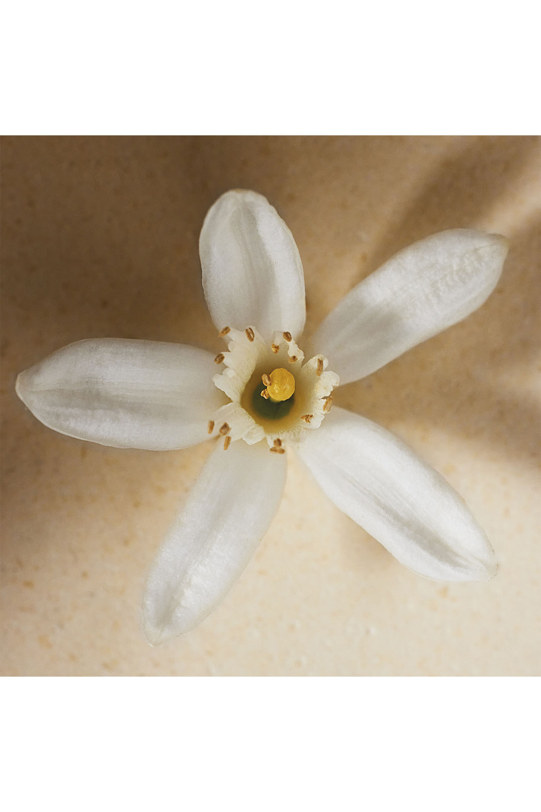 أو دو بارفان أتيليه دي فلور نيرولي