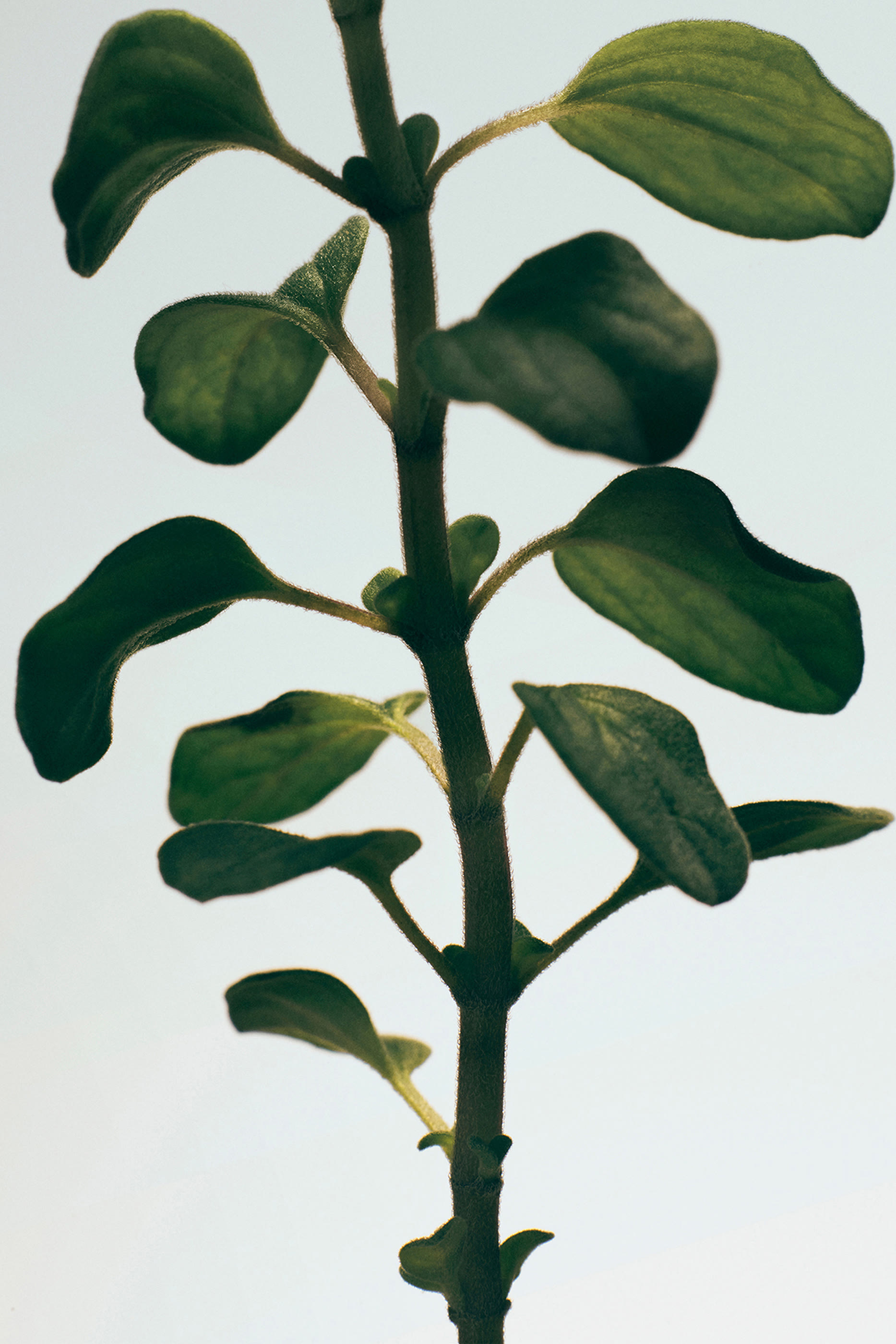 بخاخ معطر للغرف وايت أوريجانو