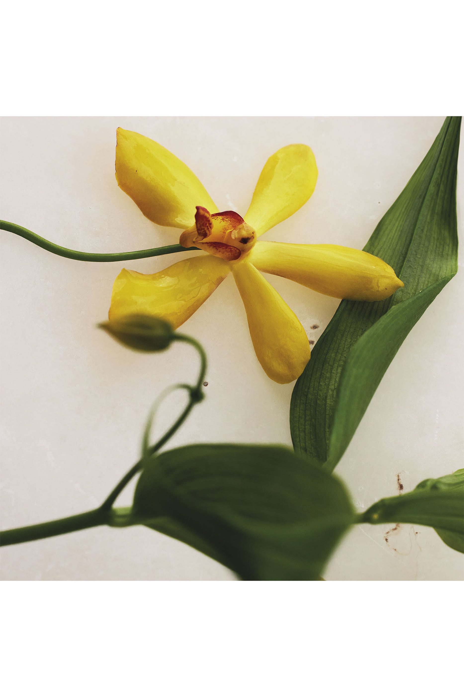 أو دو بارفان أتيليه دي فلور فانيليا بلانيفوليا