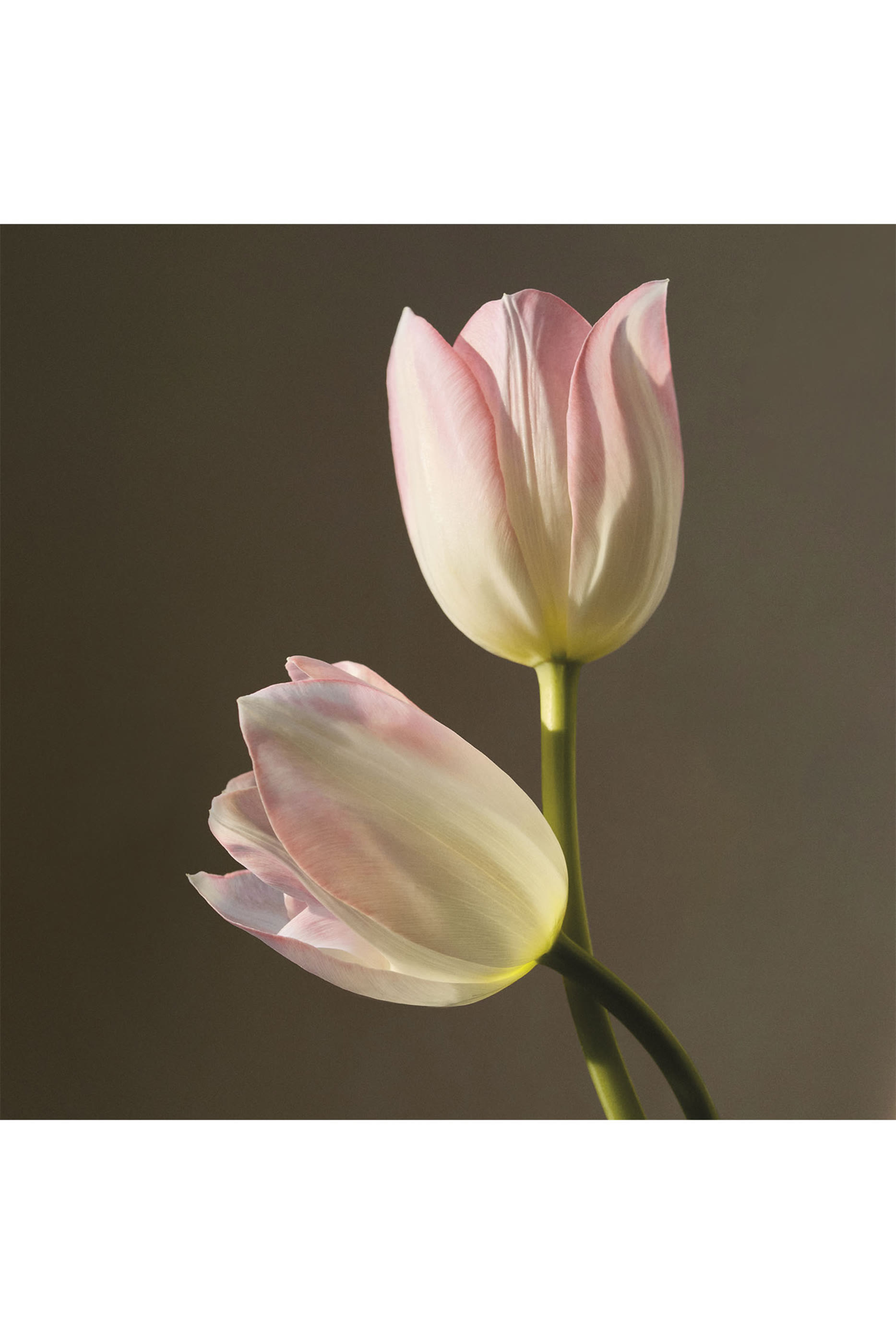 أو دو بارفان أتيليه دي فلور ماجنوليا ألبا